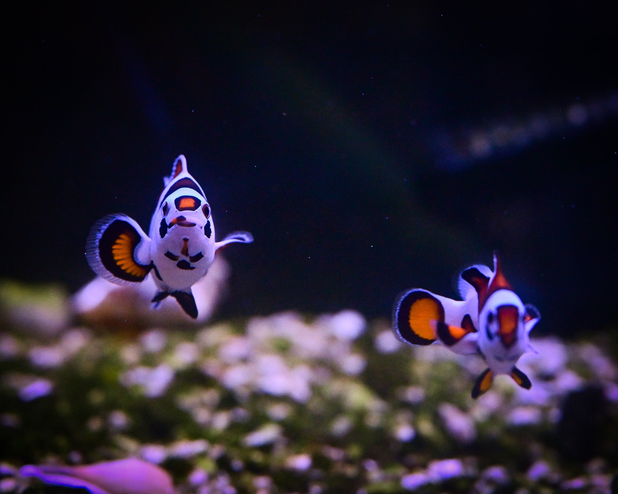 Orange Super Storm Bonded Pair