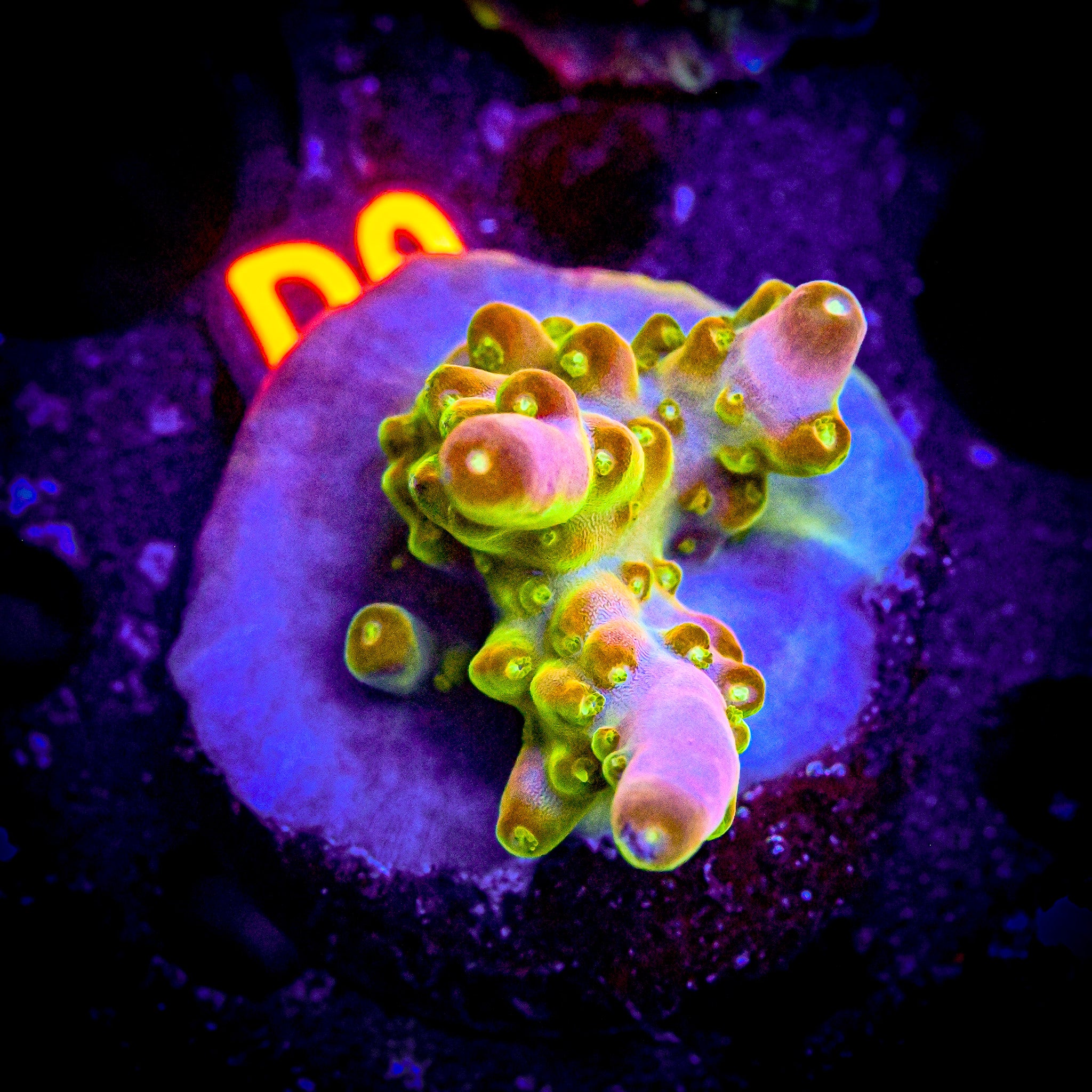 RC Lucky The Leprechaun