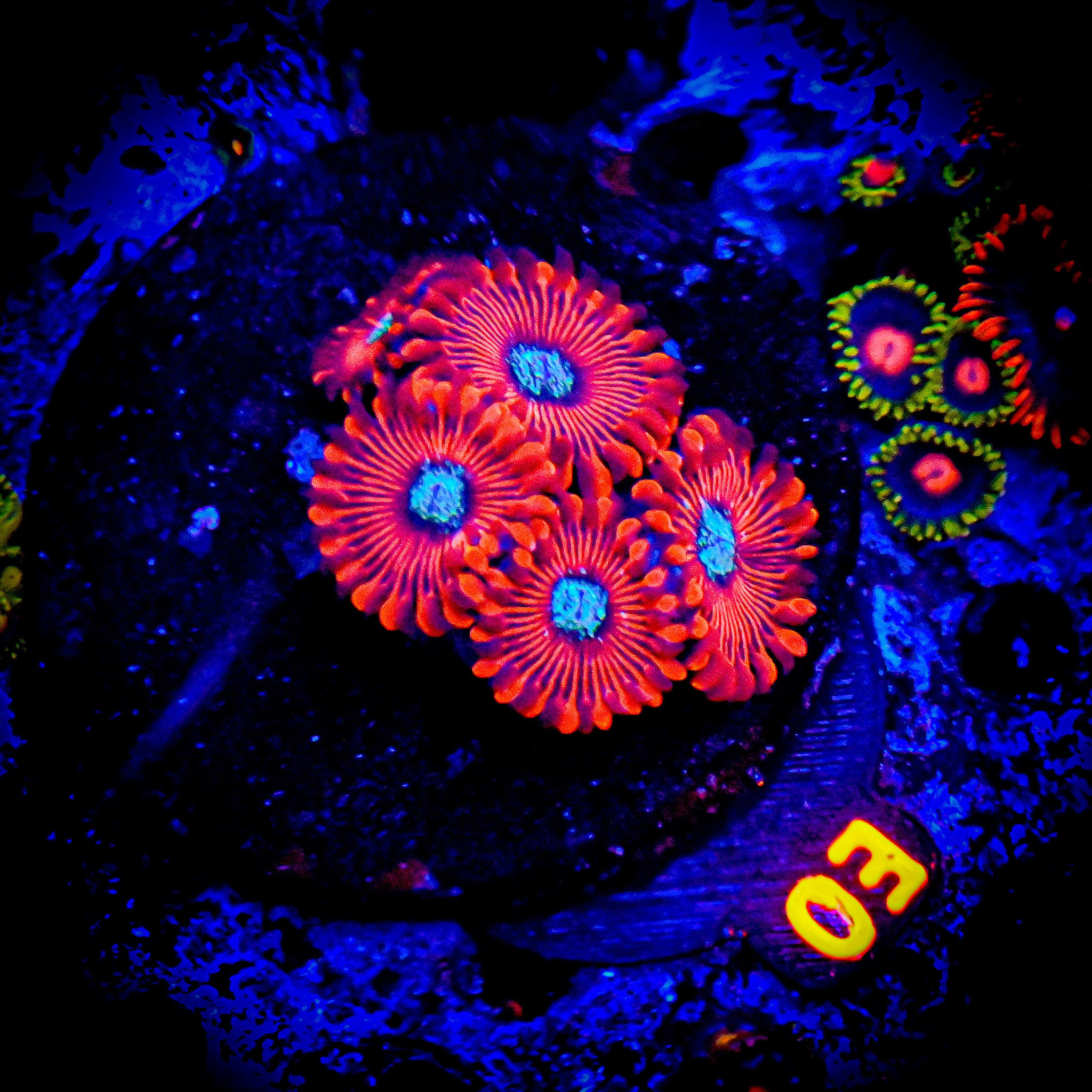 RC Magician Zoanthids
