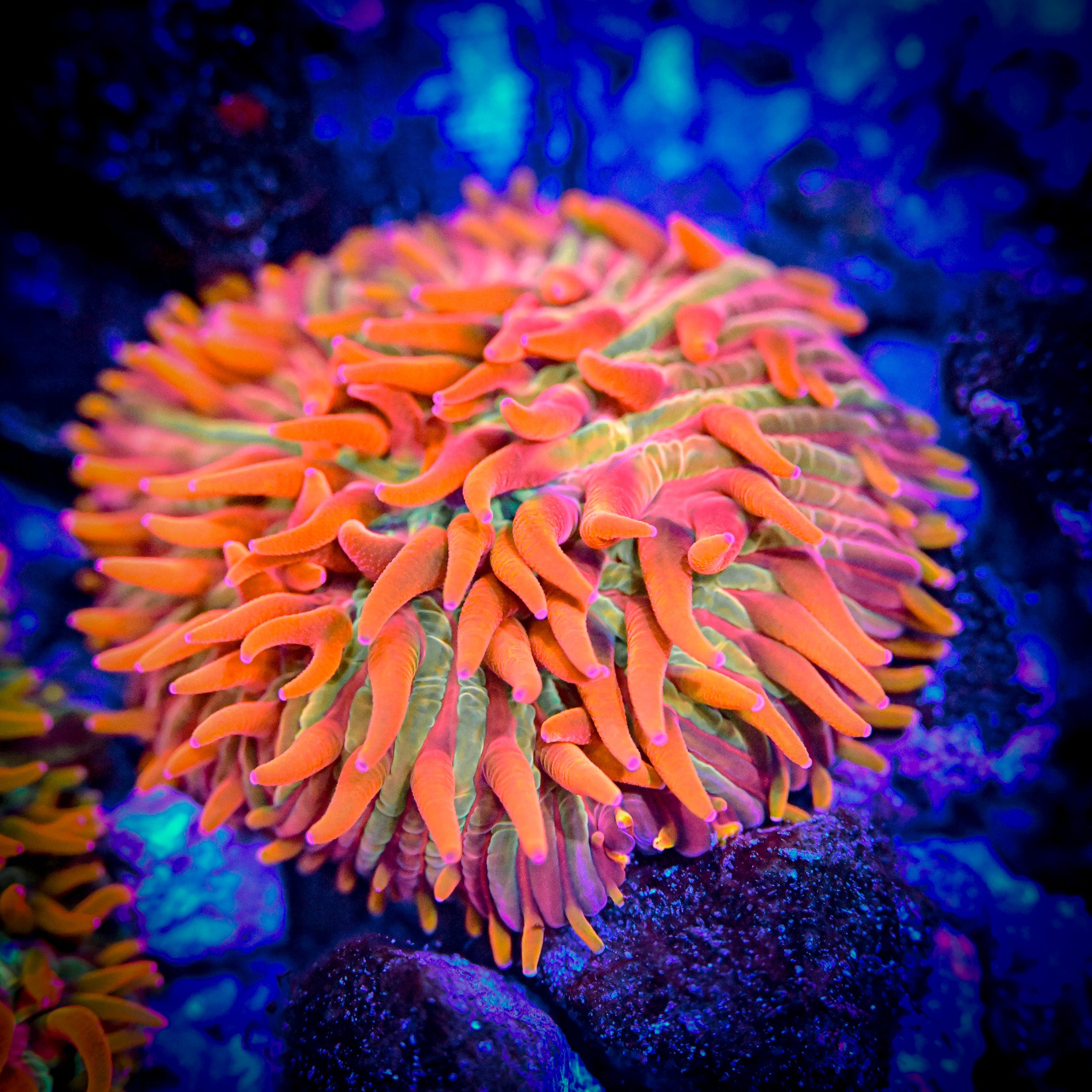 RC Burning Man Diaseris Fragilis