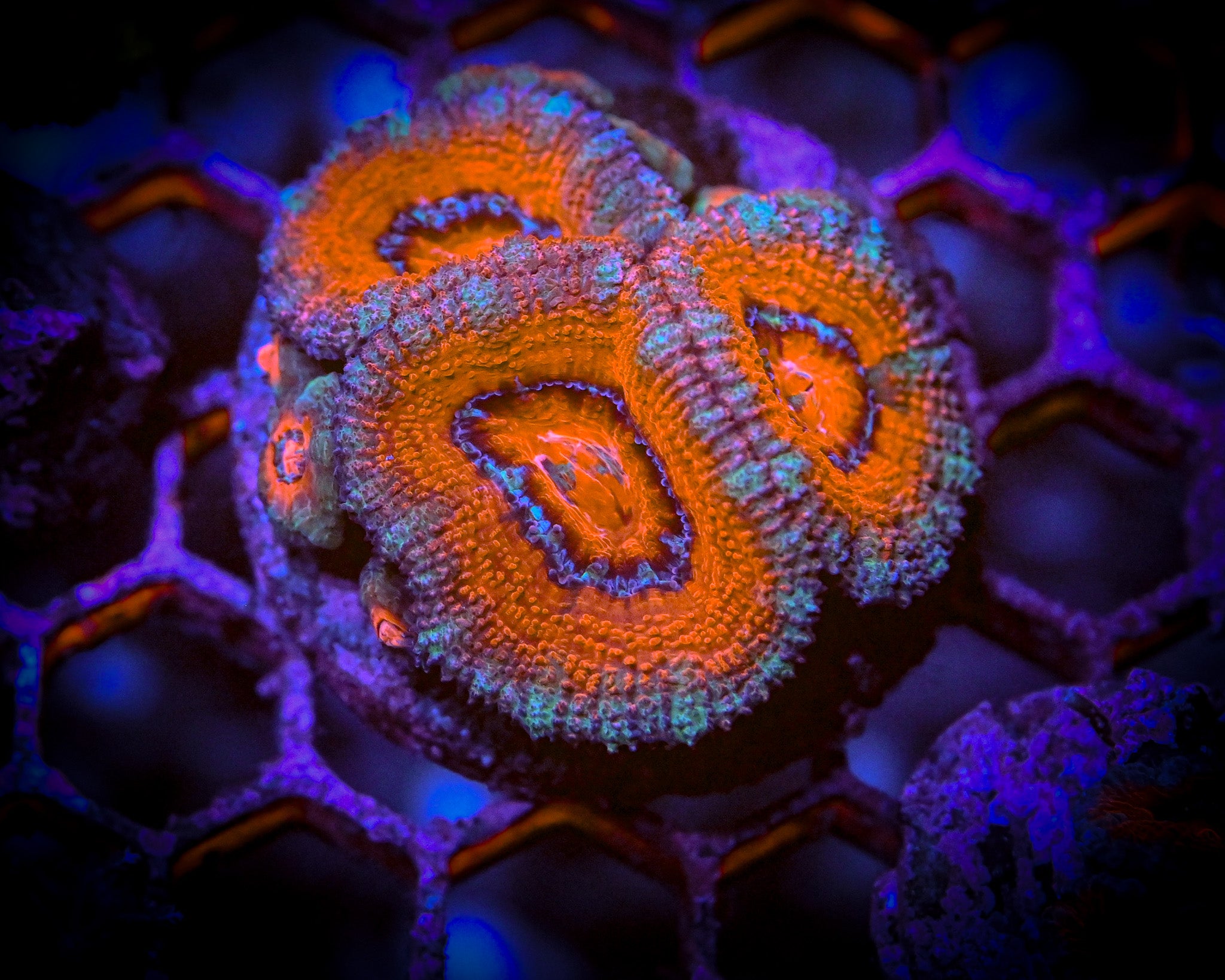 Reef Chasers | Buy Corals Online | Rainbow Acan Lord Frag For Sale