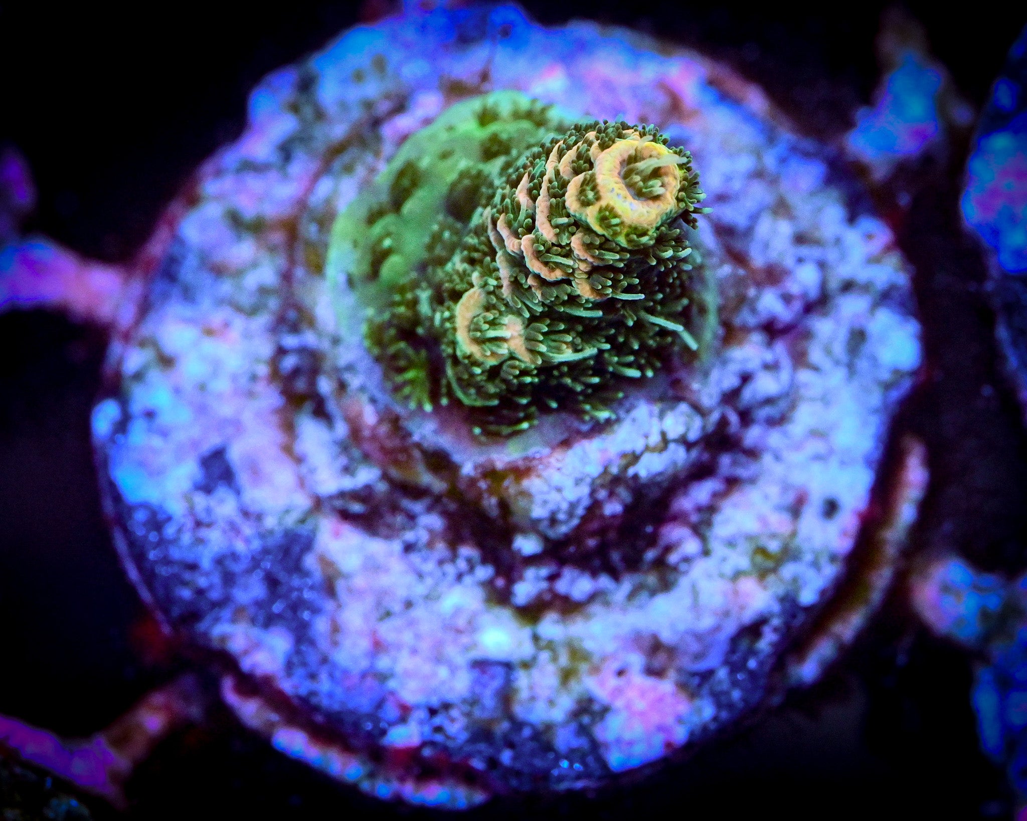 RC Jungle Juice Millepora