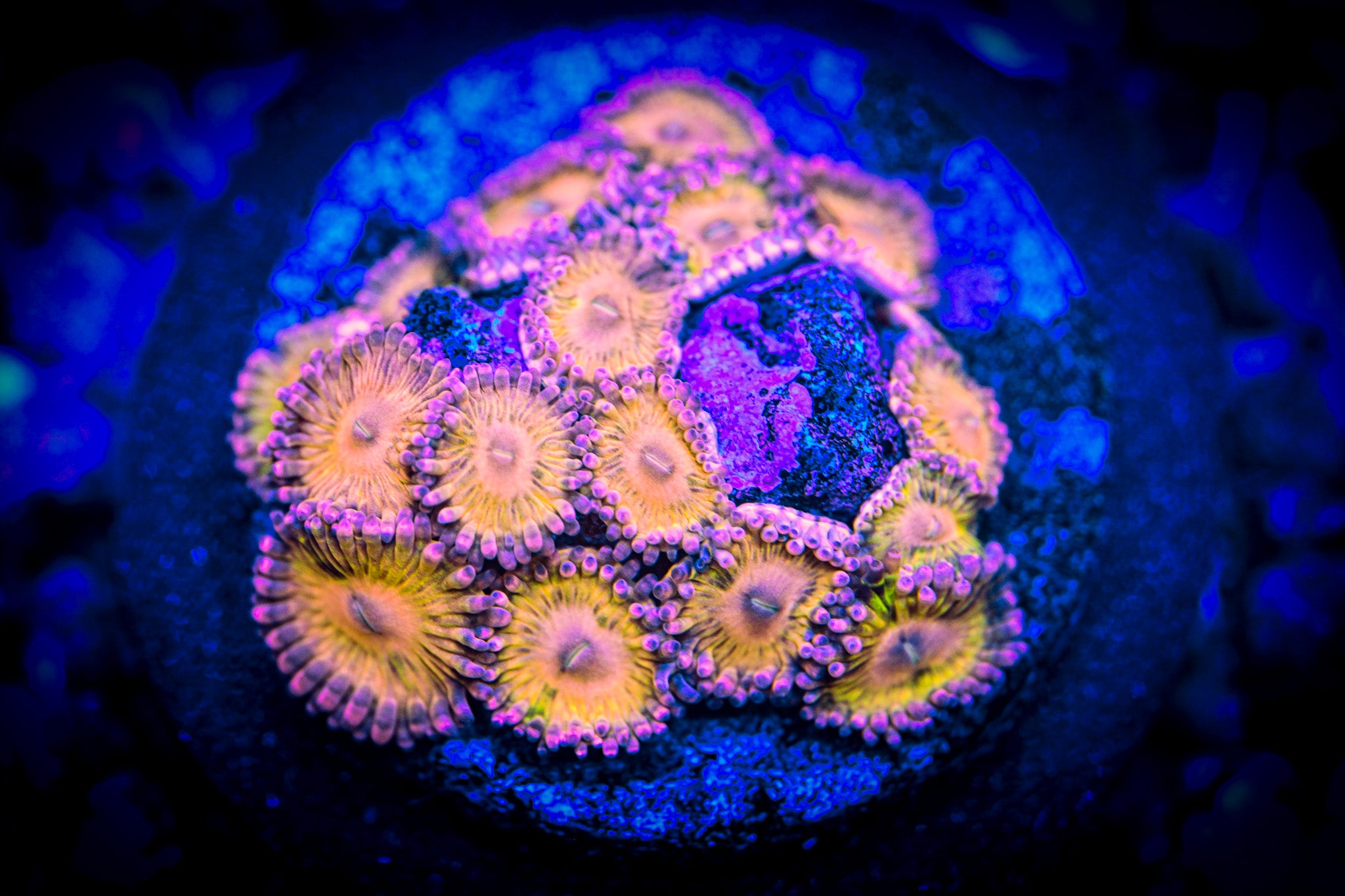 RC Lemonhead Zoanthids