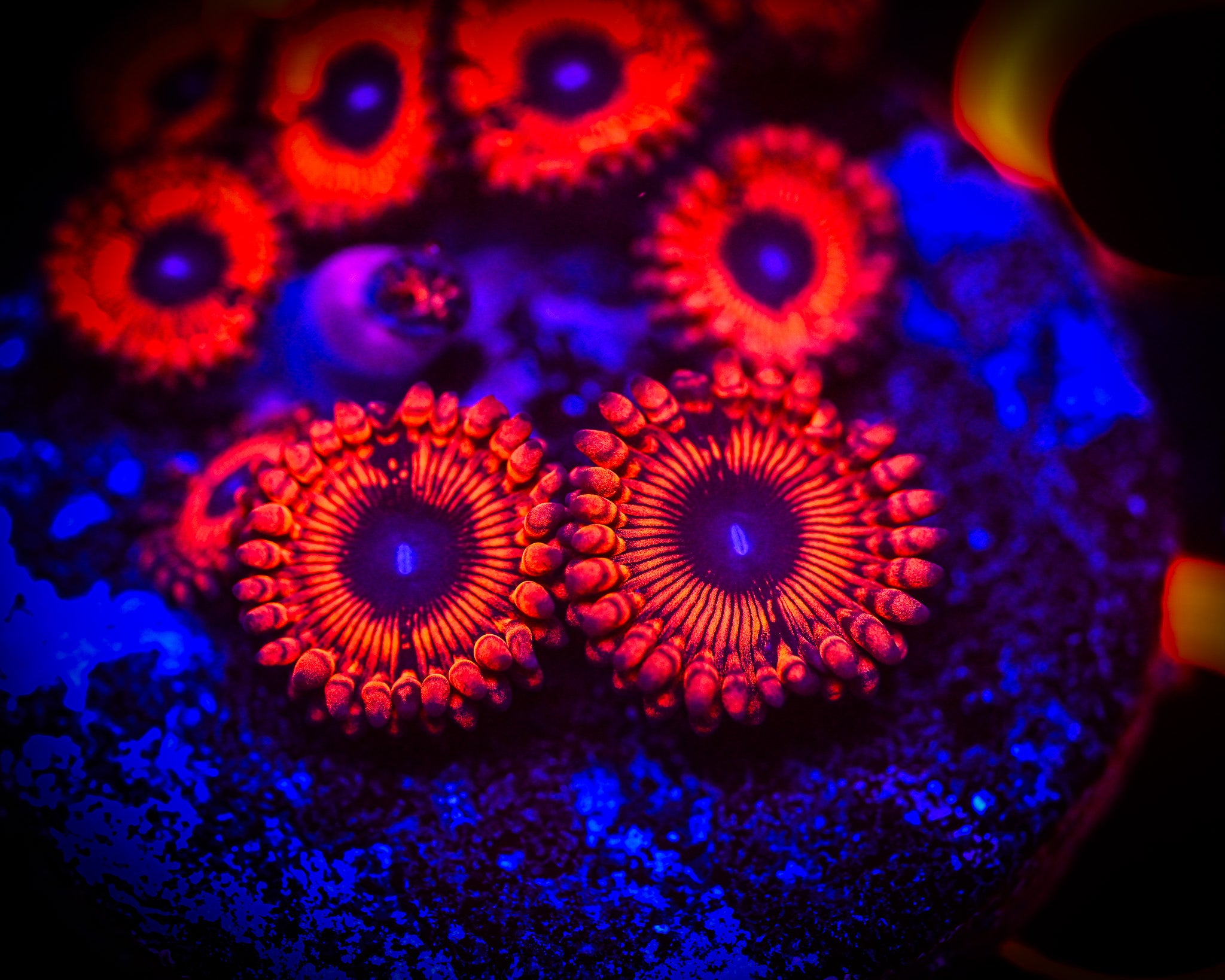 RC Charmander Zoanthids