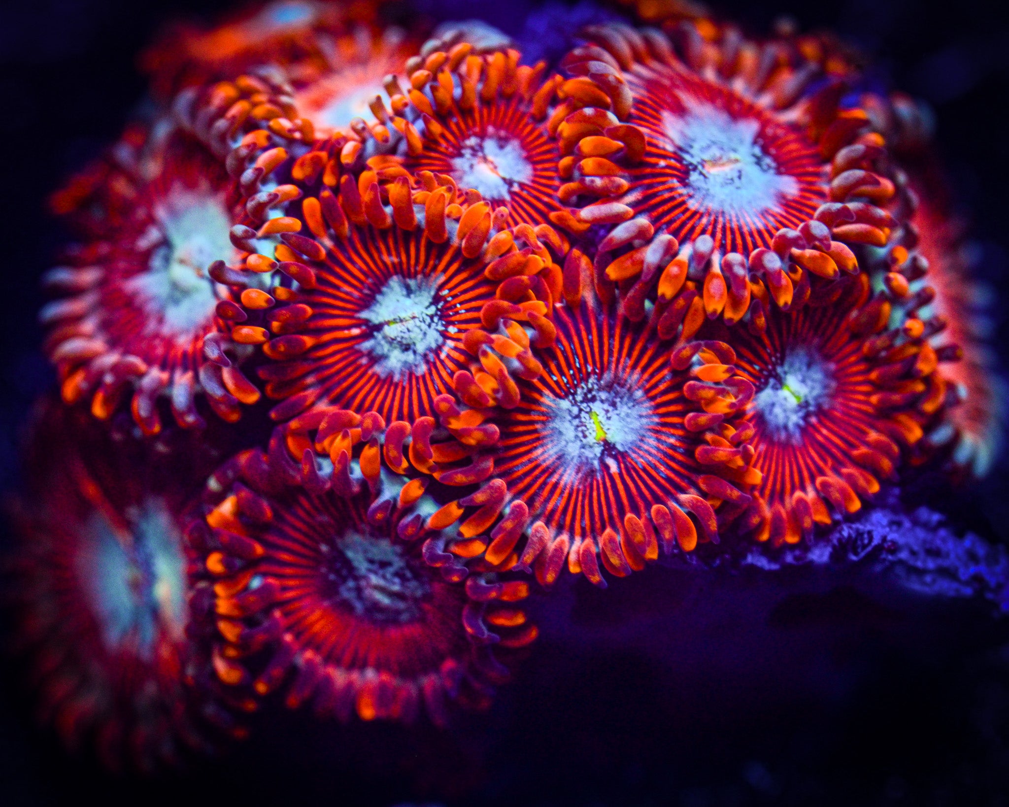 RC Salted Agave Zoanthid