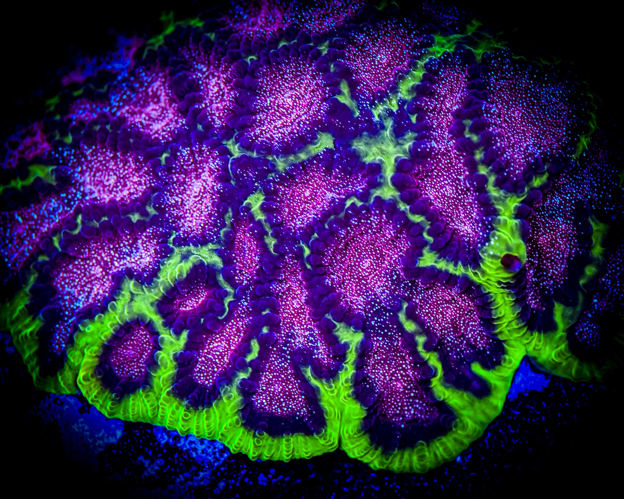 RC Cosmic Calamity Favia