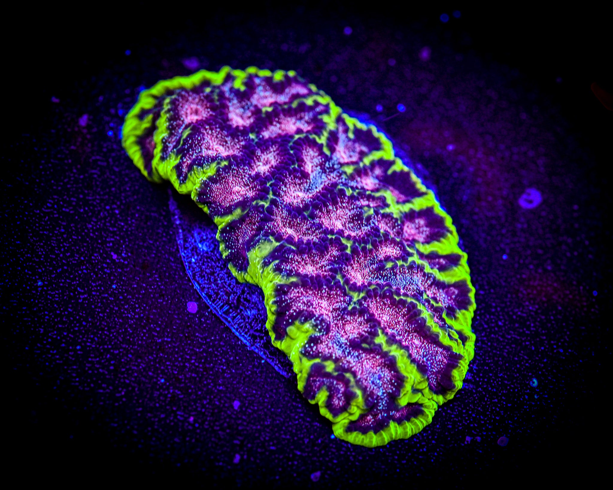 RC Cosmic Calamity Favia