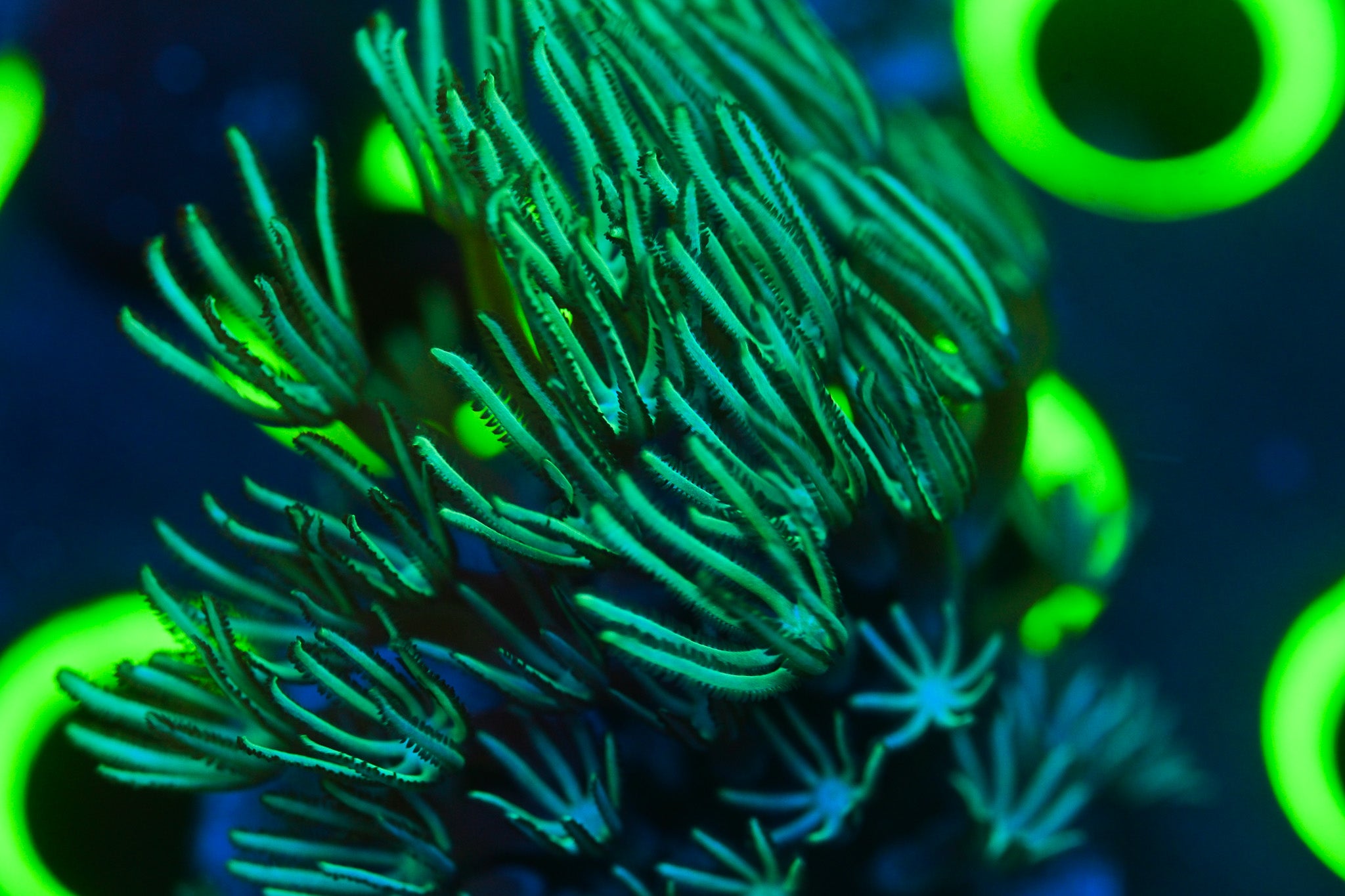 Reef Chasers | Buy Corals Online | Shock Therapy Star Polyp Frag