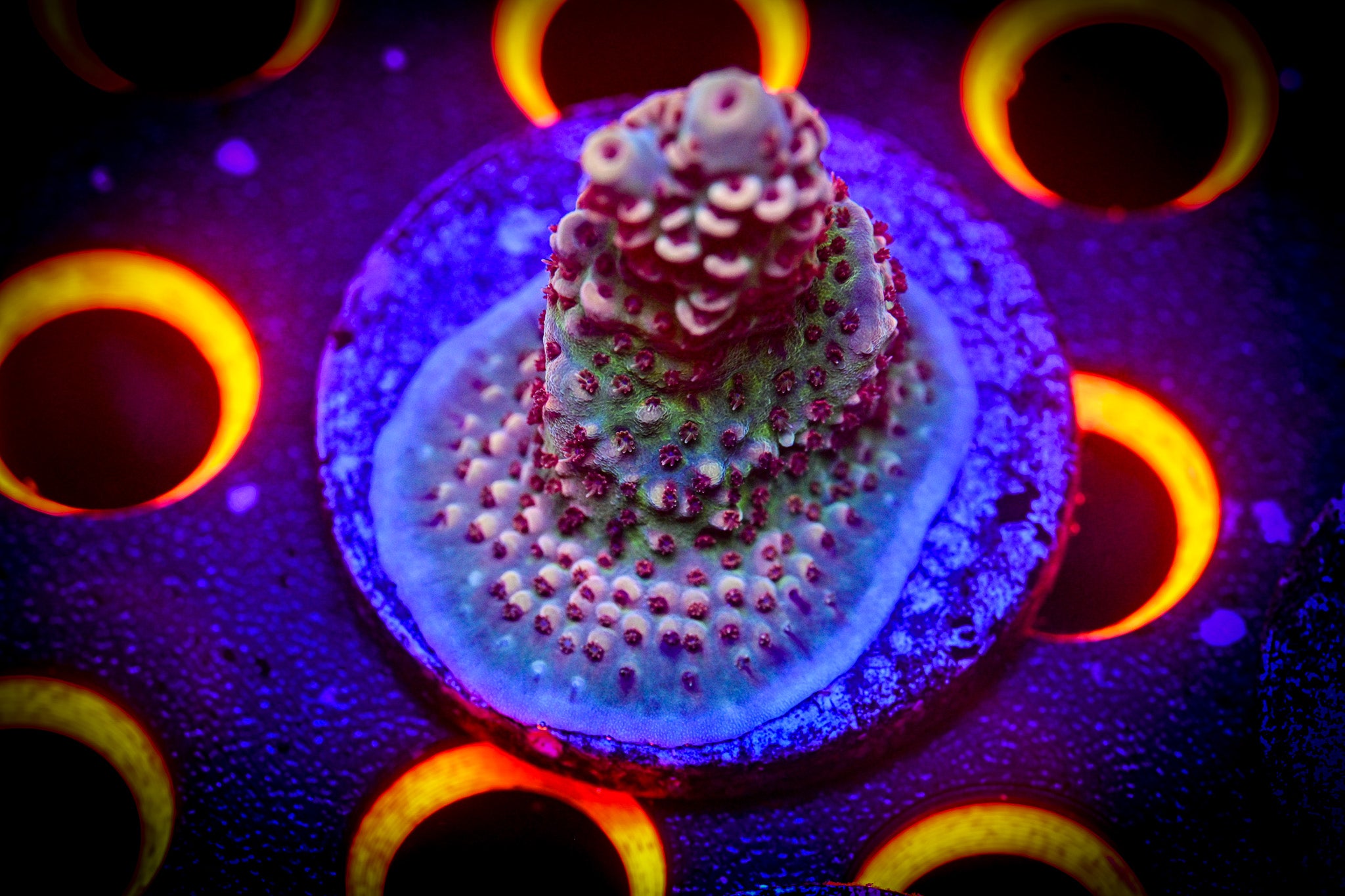 Acropora Frag WYSIWYG