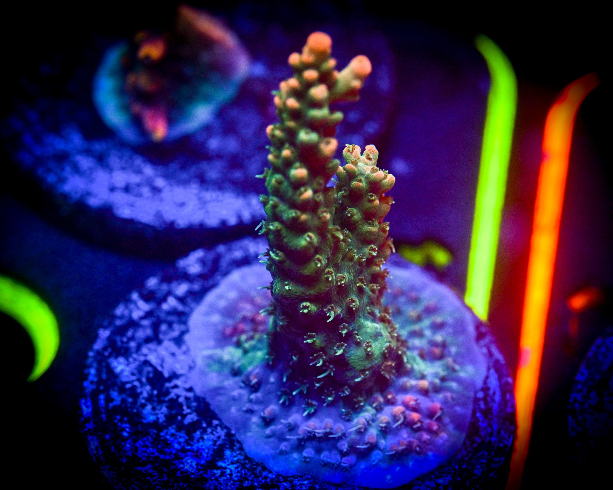 Strawberry Shortcake Acropora WYSIWYG