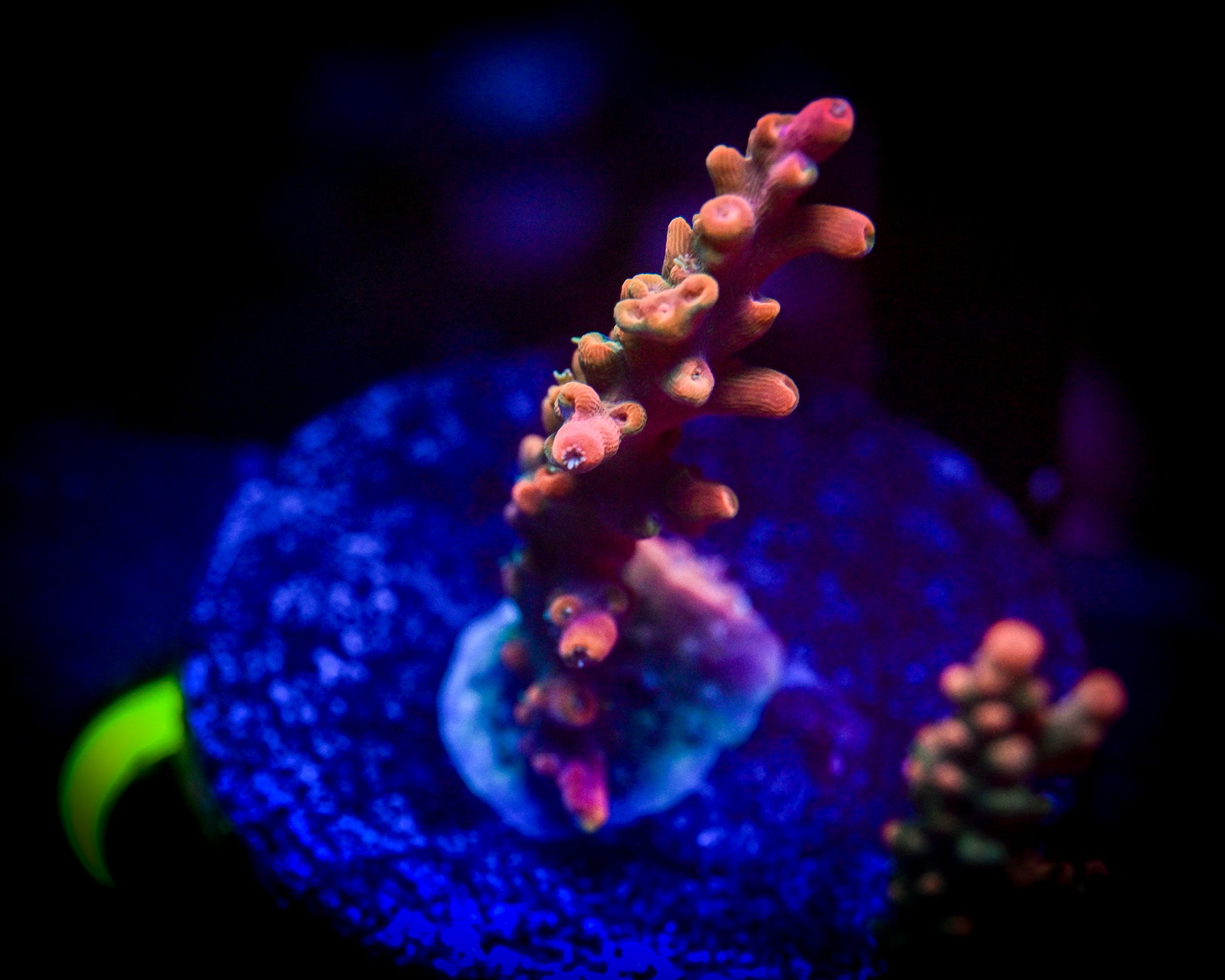 Strawberry Shortcake Acropora WYSIWYG