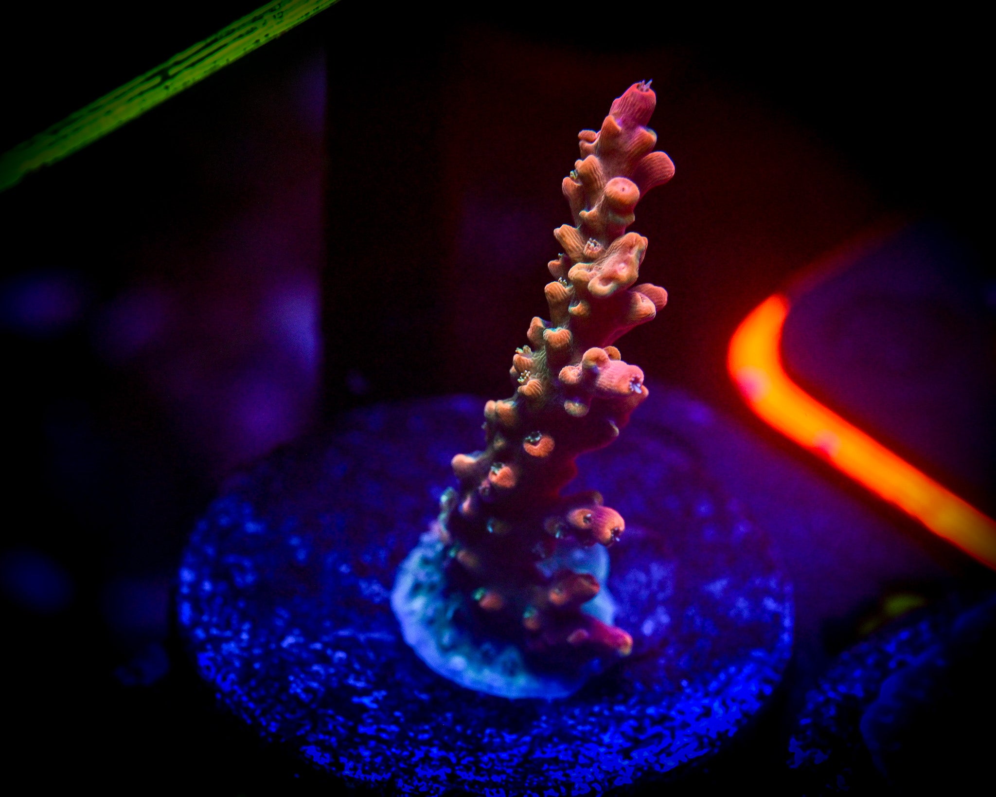 Strawberry Shortcake Acropora WYSIWYG
