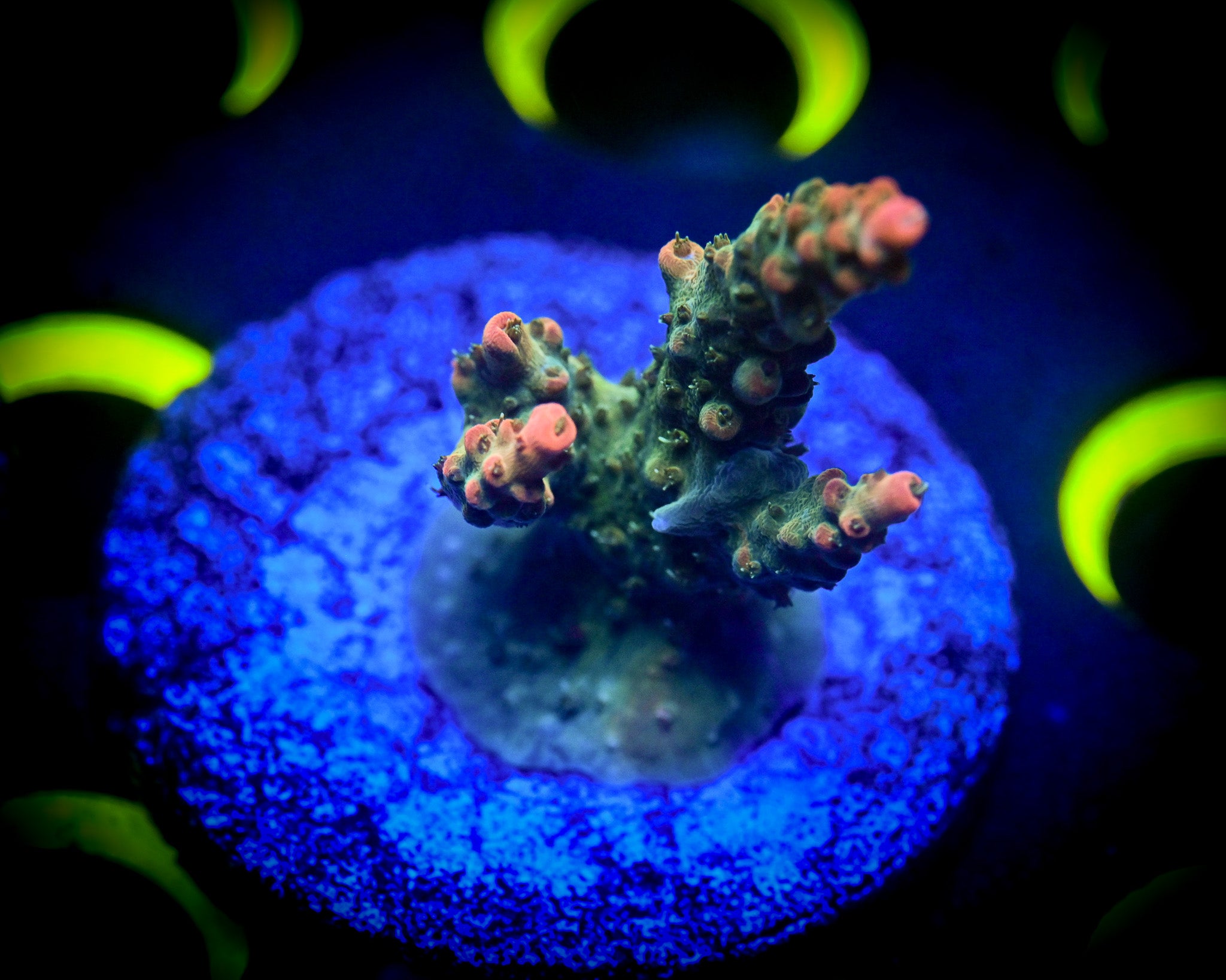 Strawberry Shortcake Acropora WYSIWYG