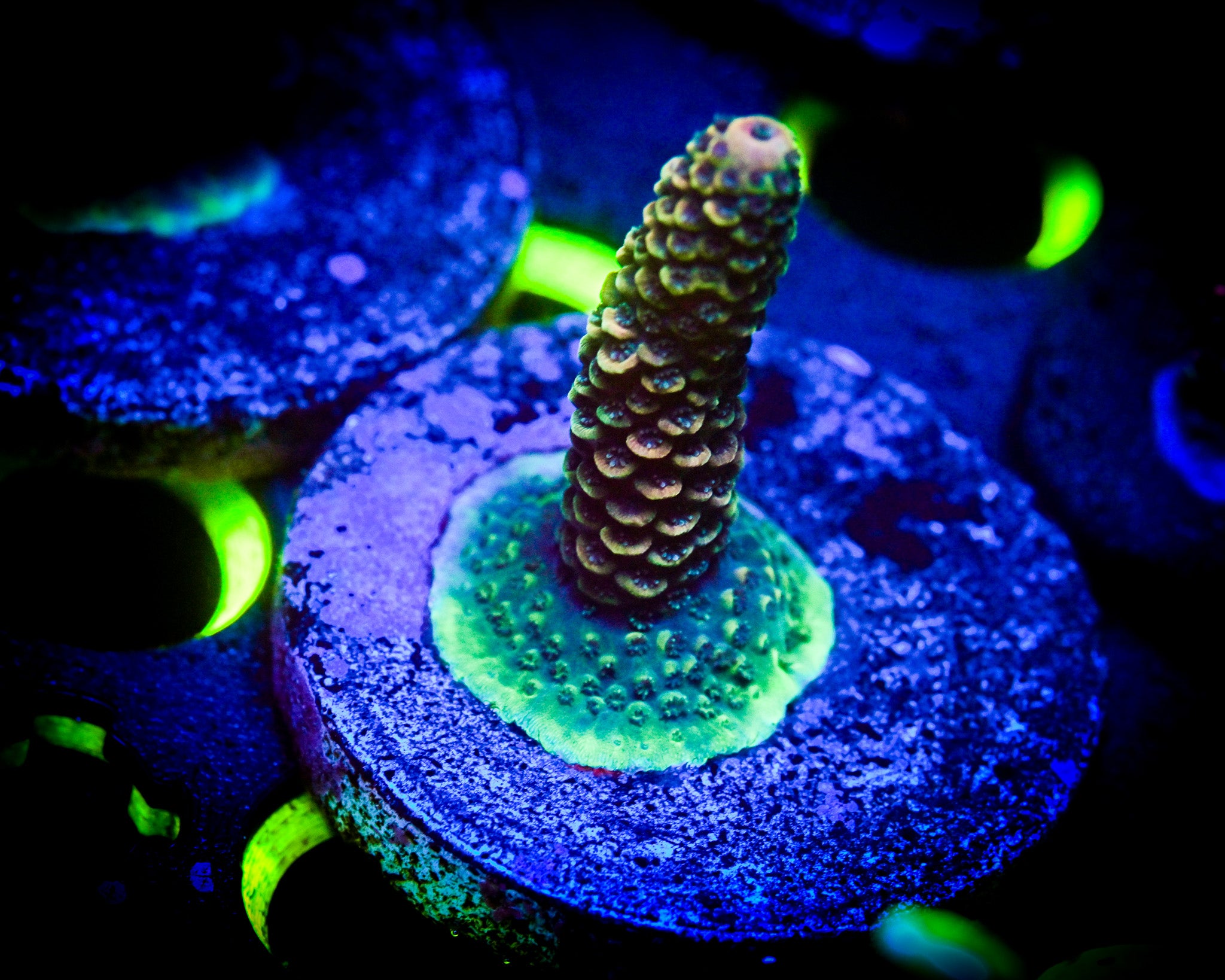Acropora Frag WYSIWYG