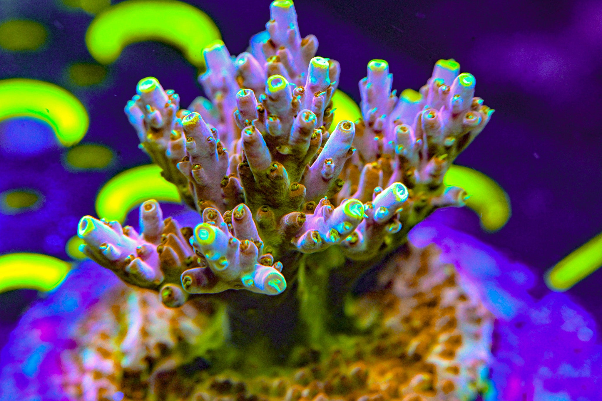 CB Golden Jaw Dropper