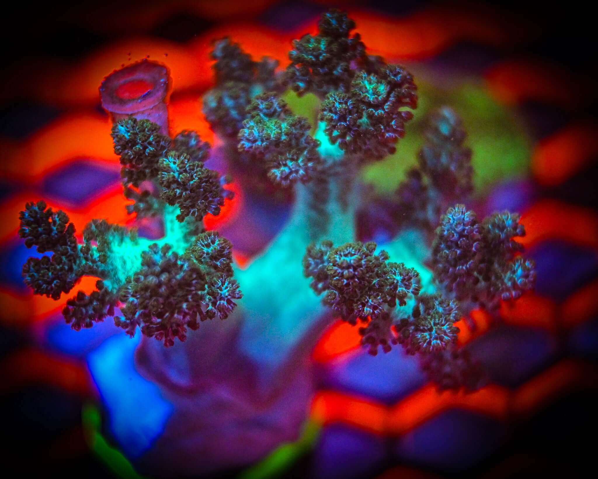 Green Kenya Tree Frag