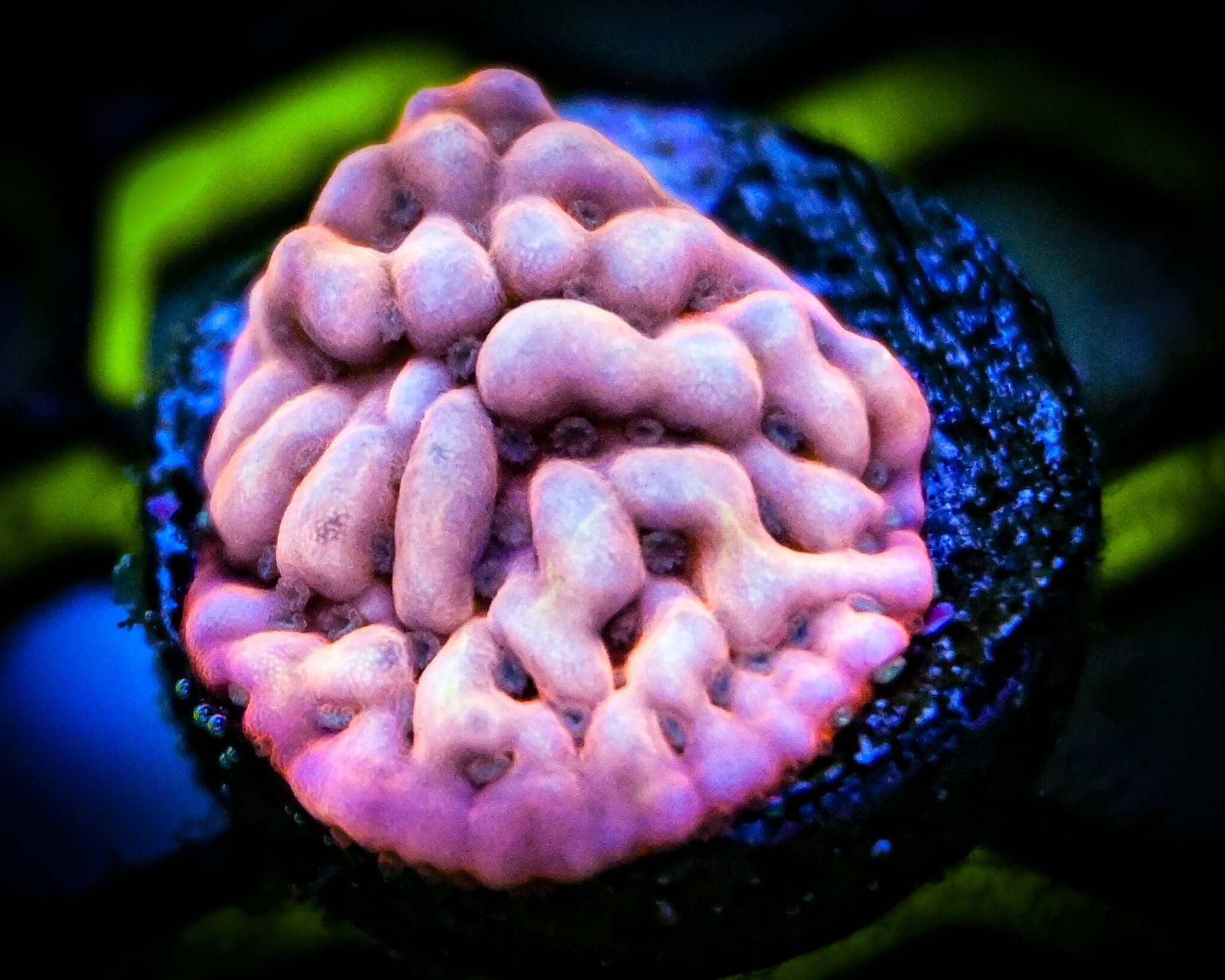 Love Shack Montipora