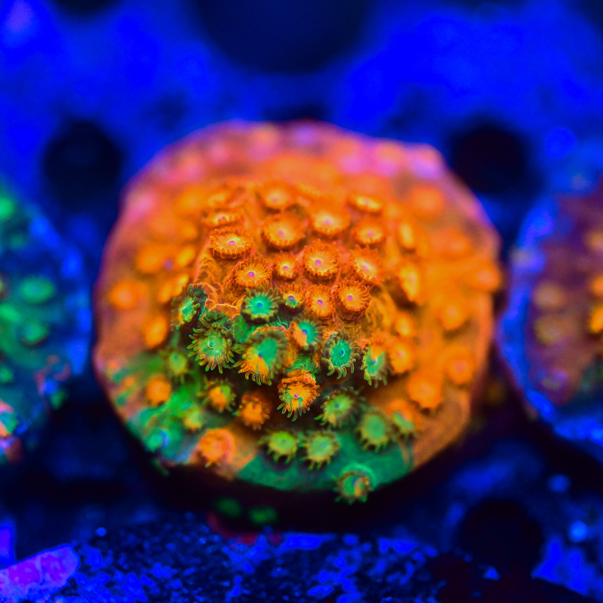 RC Circuit Breaker Cyphastrea Frag ALMOST WYSIWYG