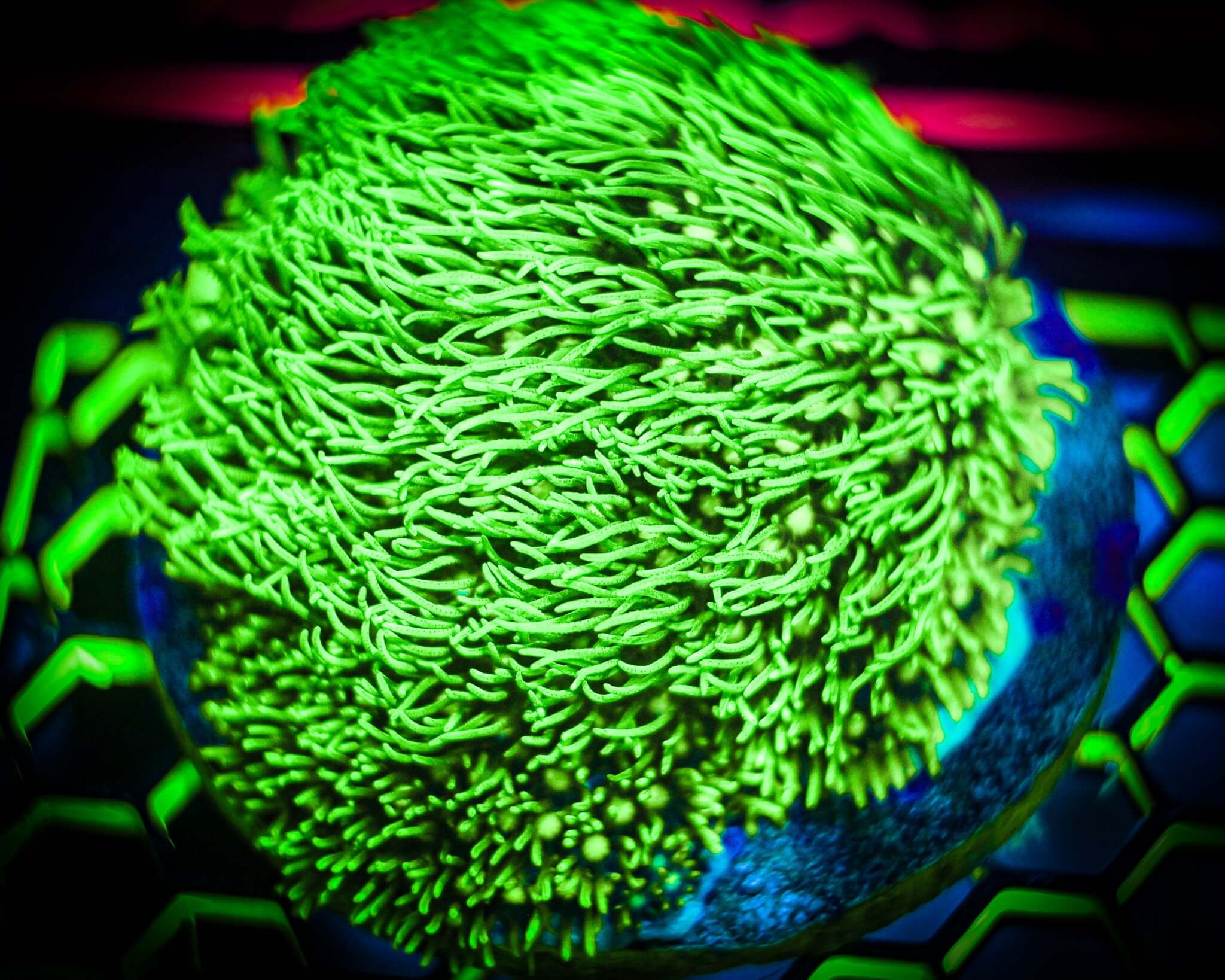 RC Long Polyp Neon GSP