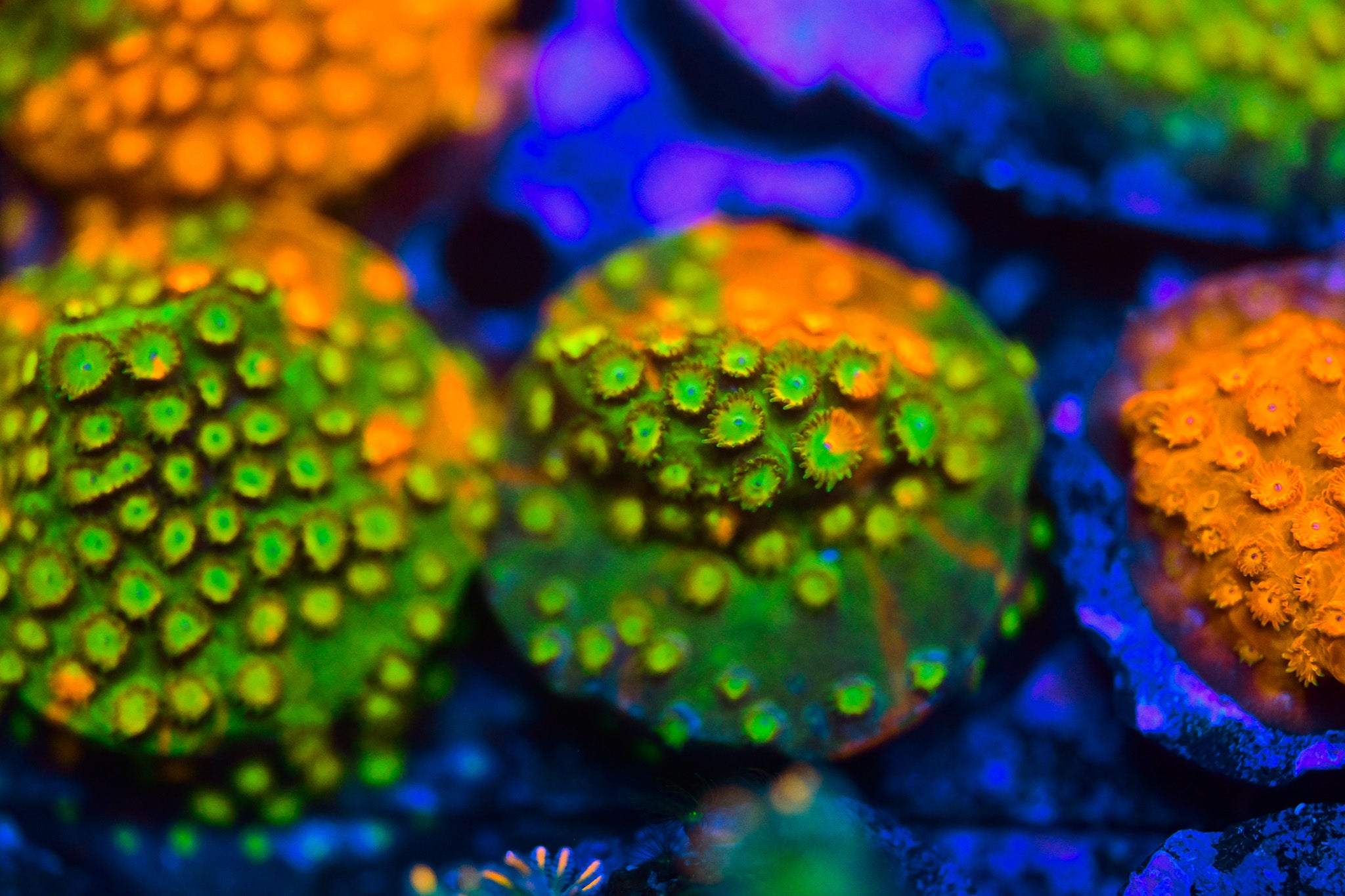 RC Circuit Breaker Cyphastrea Frag ALMOST WYSIWYG