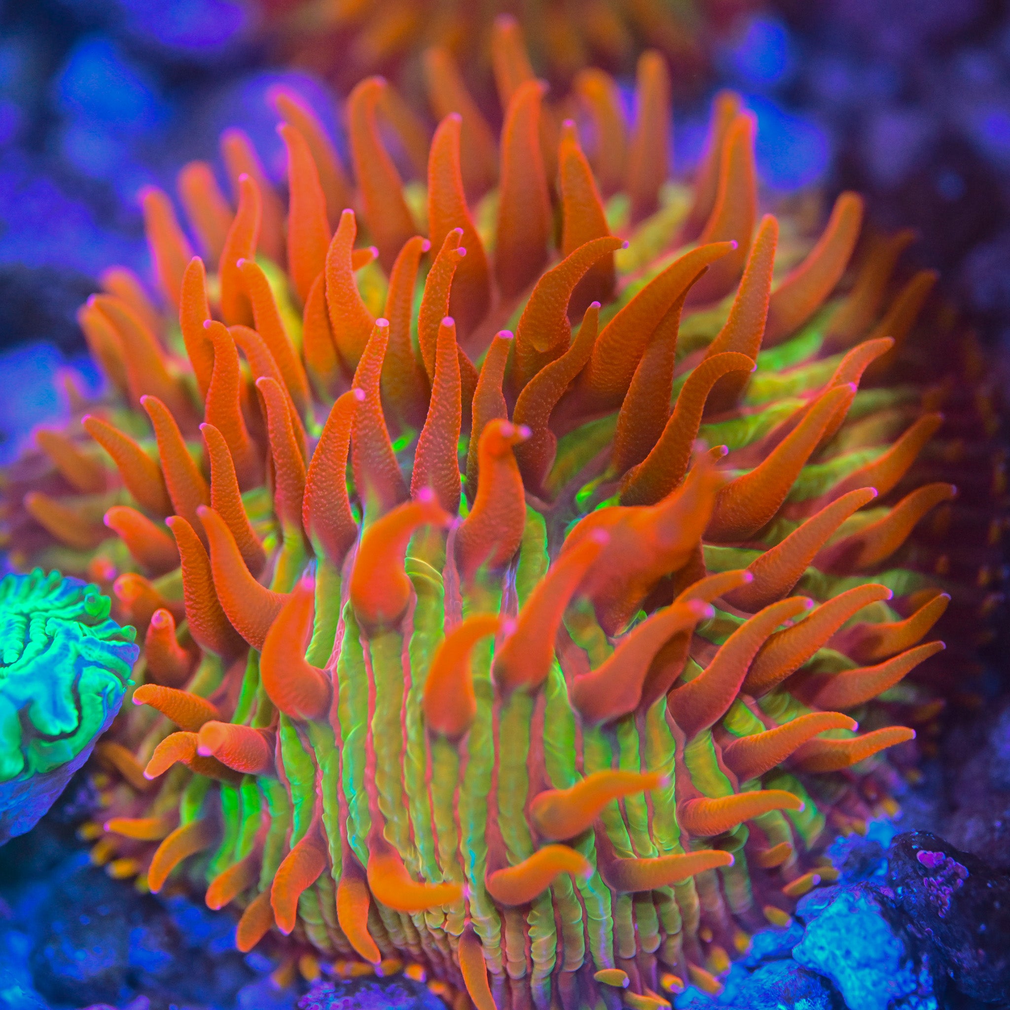 RC Burning Man Diaseris Fragilis