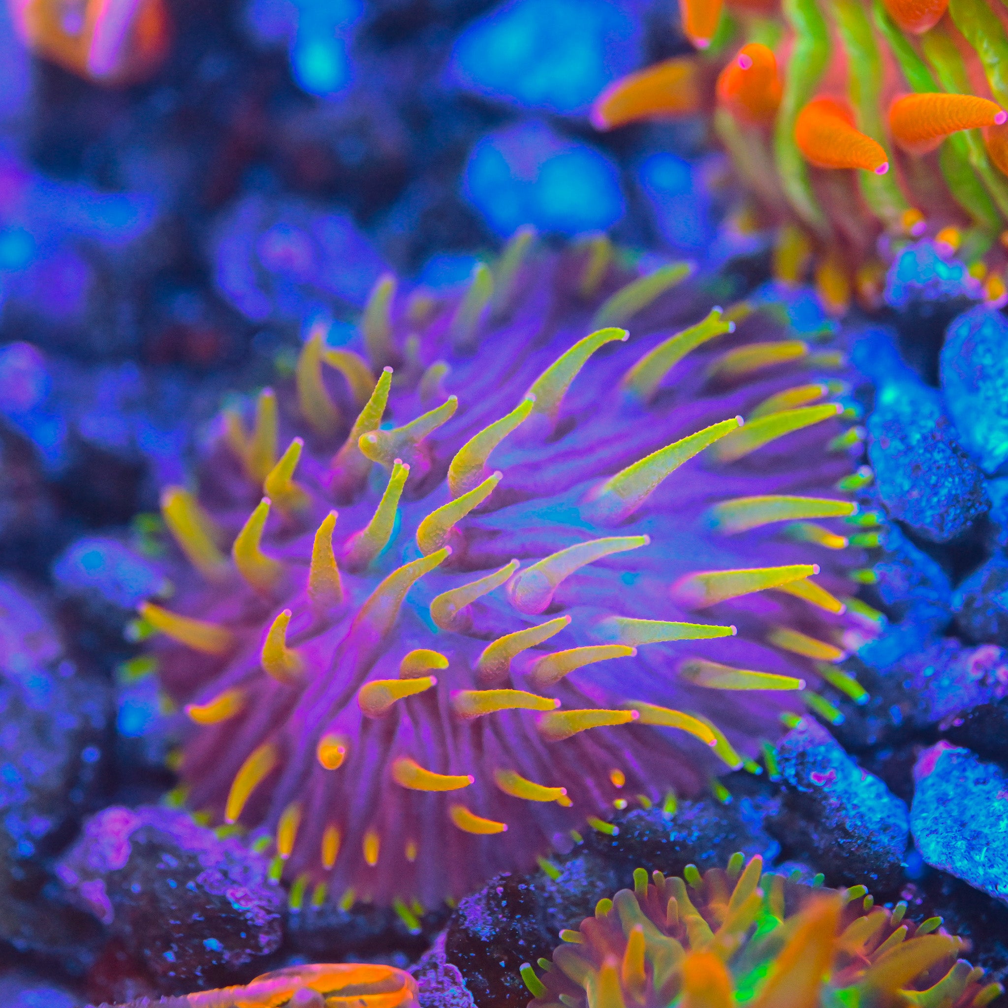 RC Insane Rainbow Diaseris