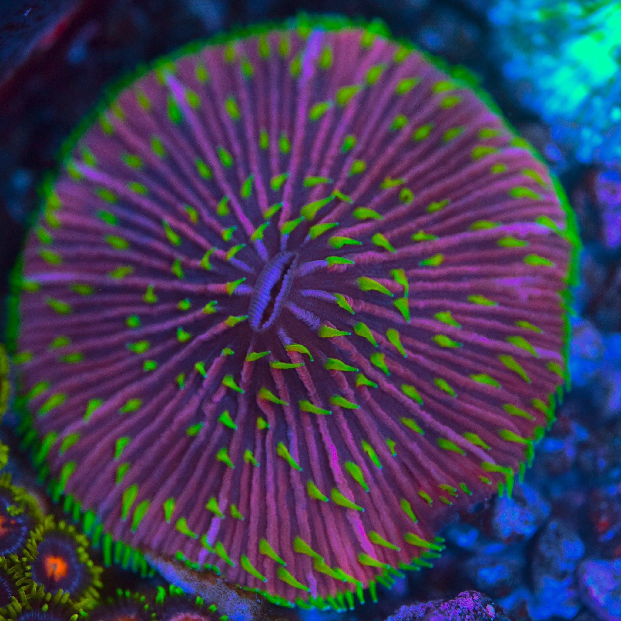 Joker Fungia Plate Coral XL