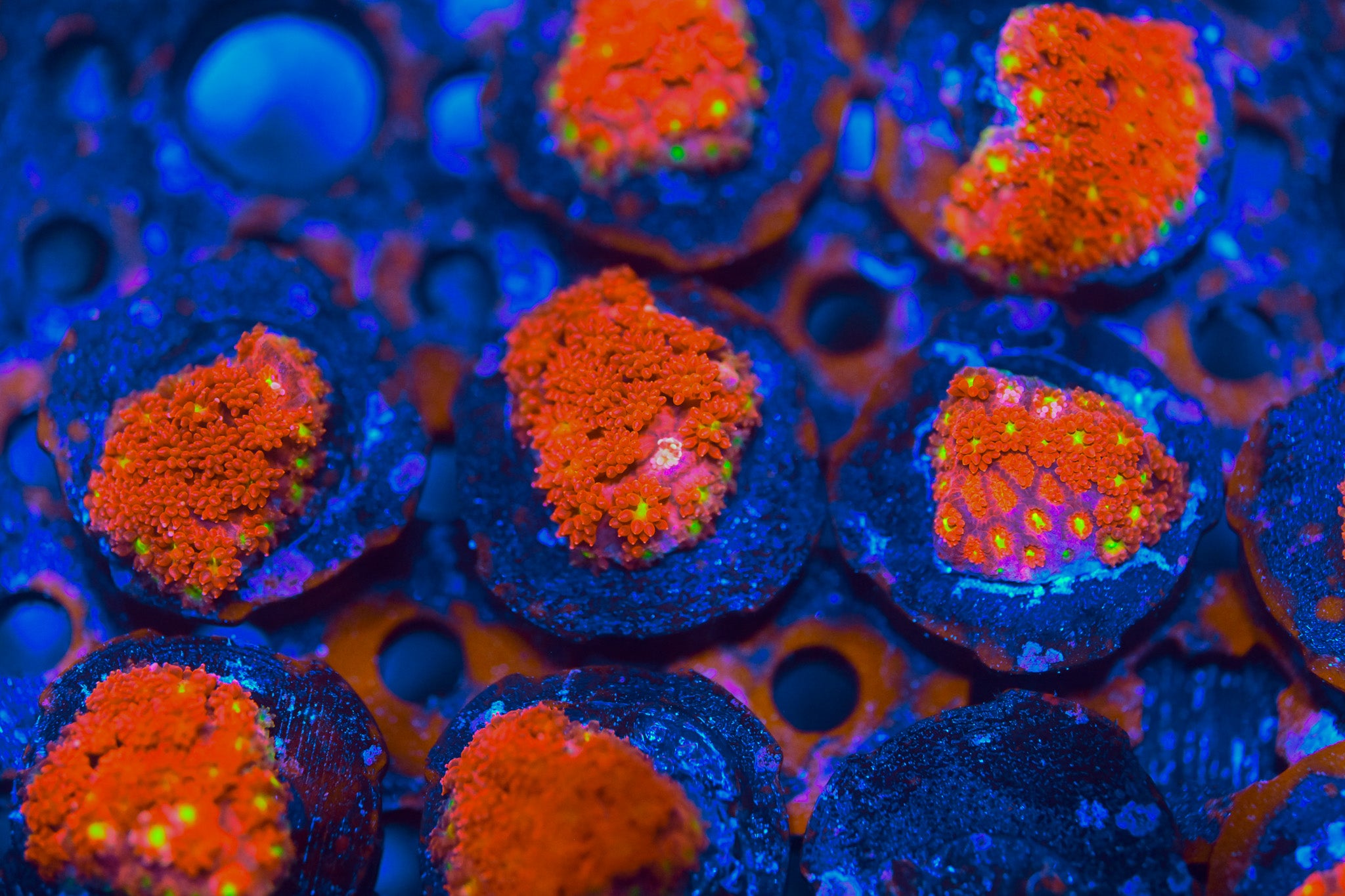 RC Pink Lemon Drop Bernadpora Frag