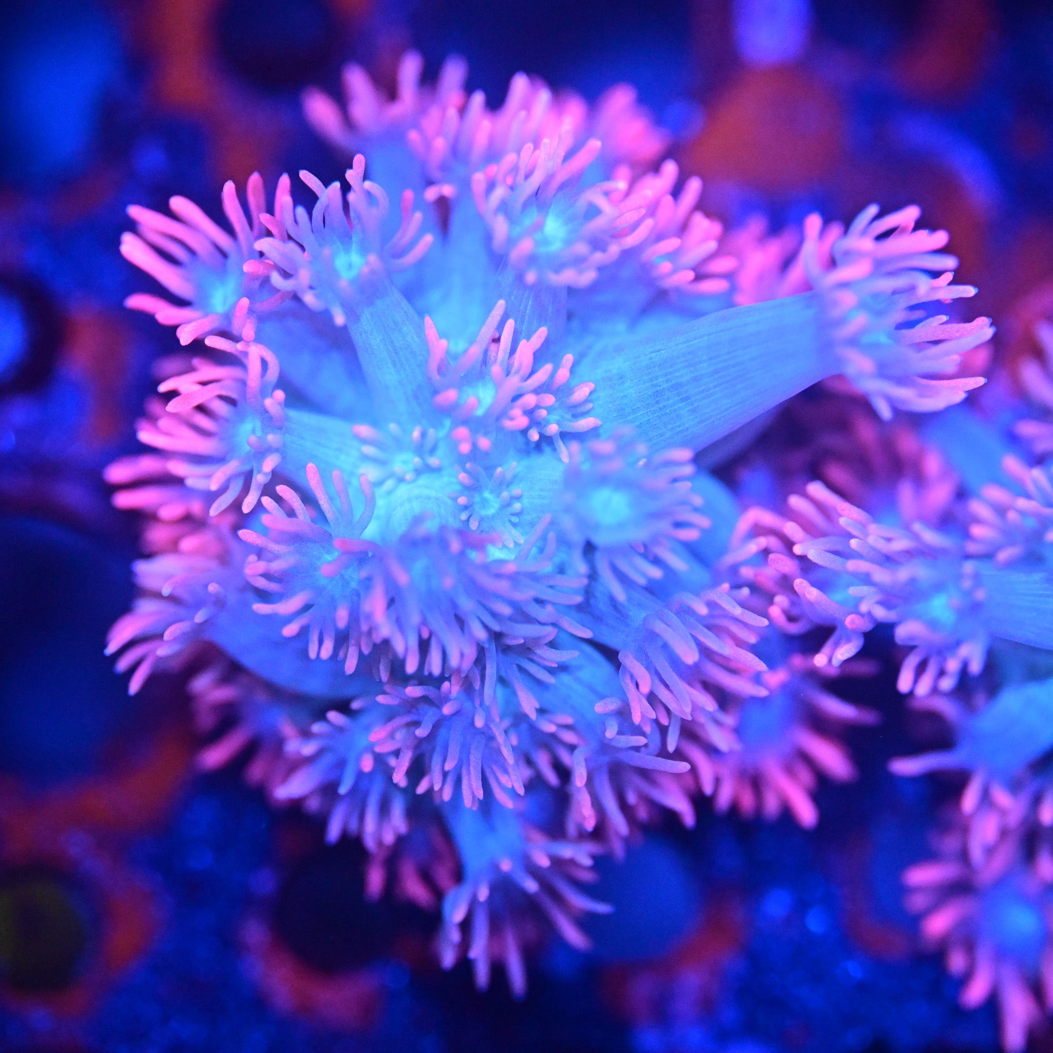 RC Frostfire Goniopora Almost WYSIWYG