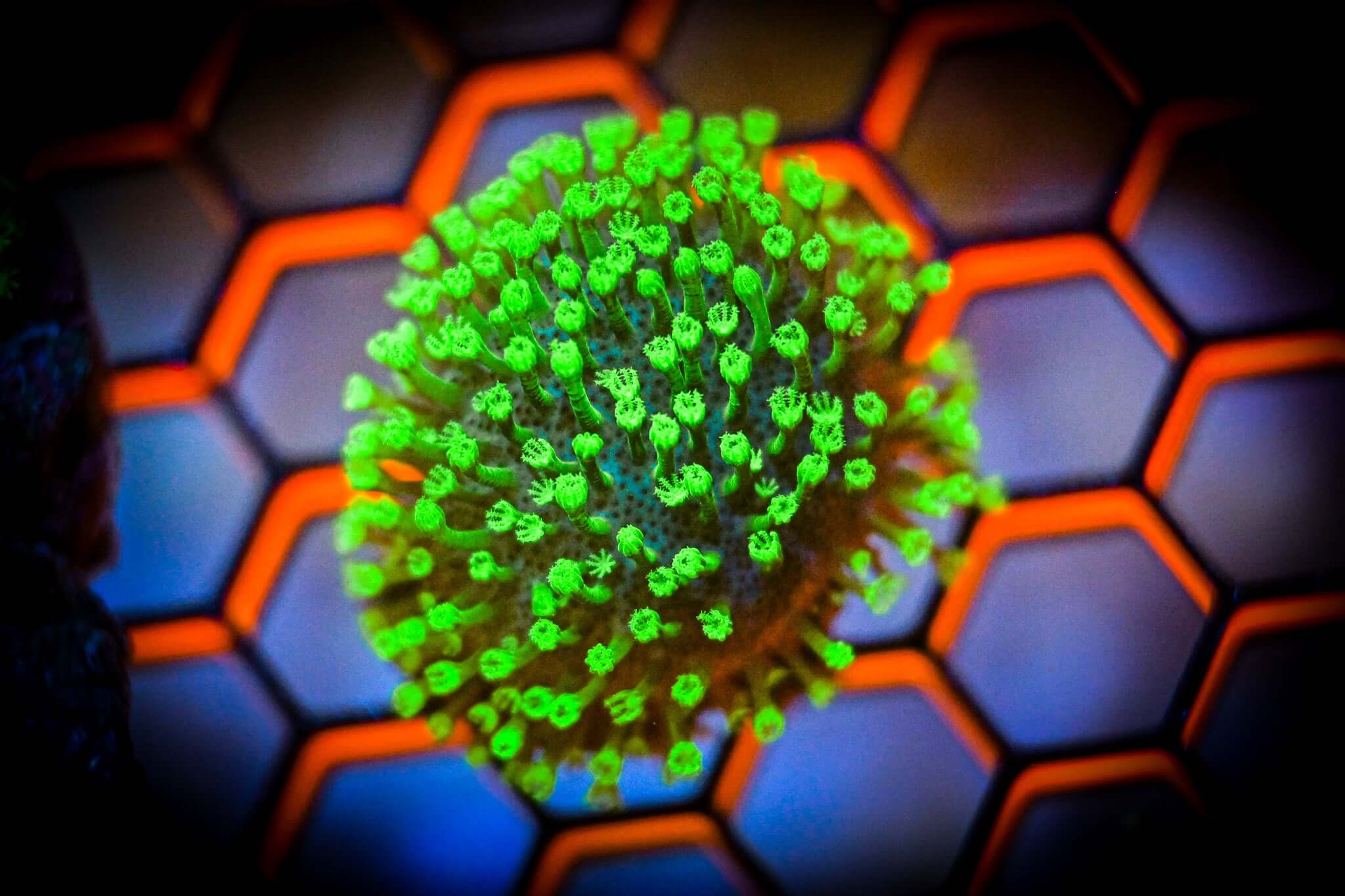 Neon Green Crown Leather Frag