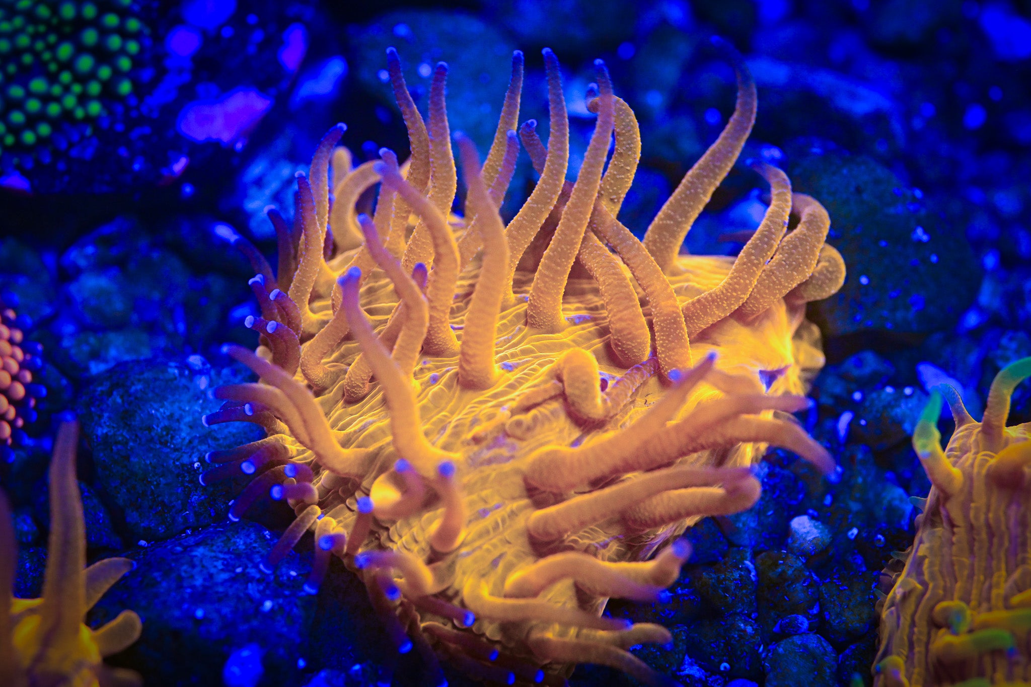 RC Molten Core Fungia Plate Coral *ALMOST WYSIWYG*