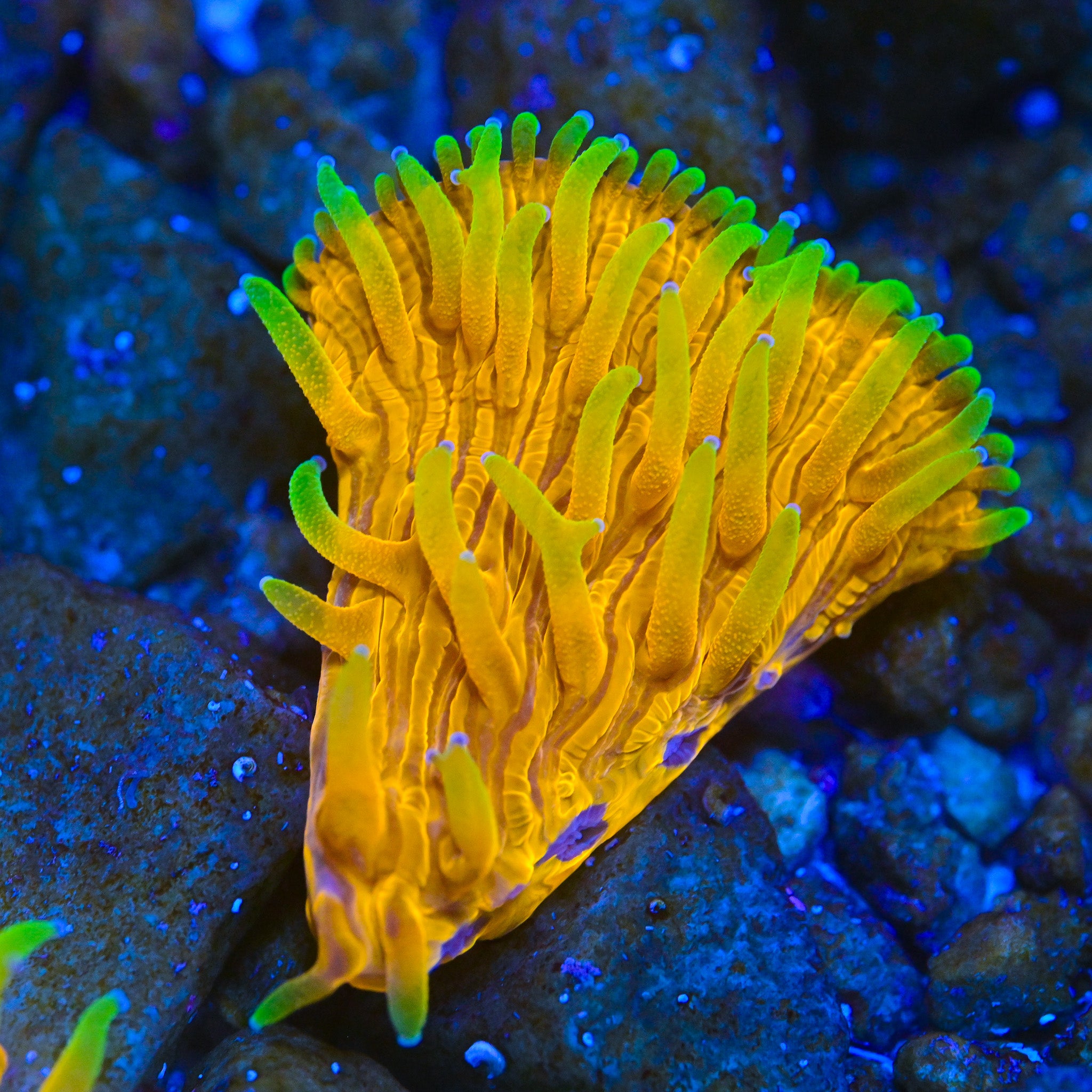 RC Radiated Fungia