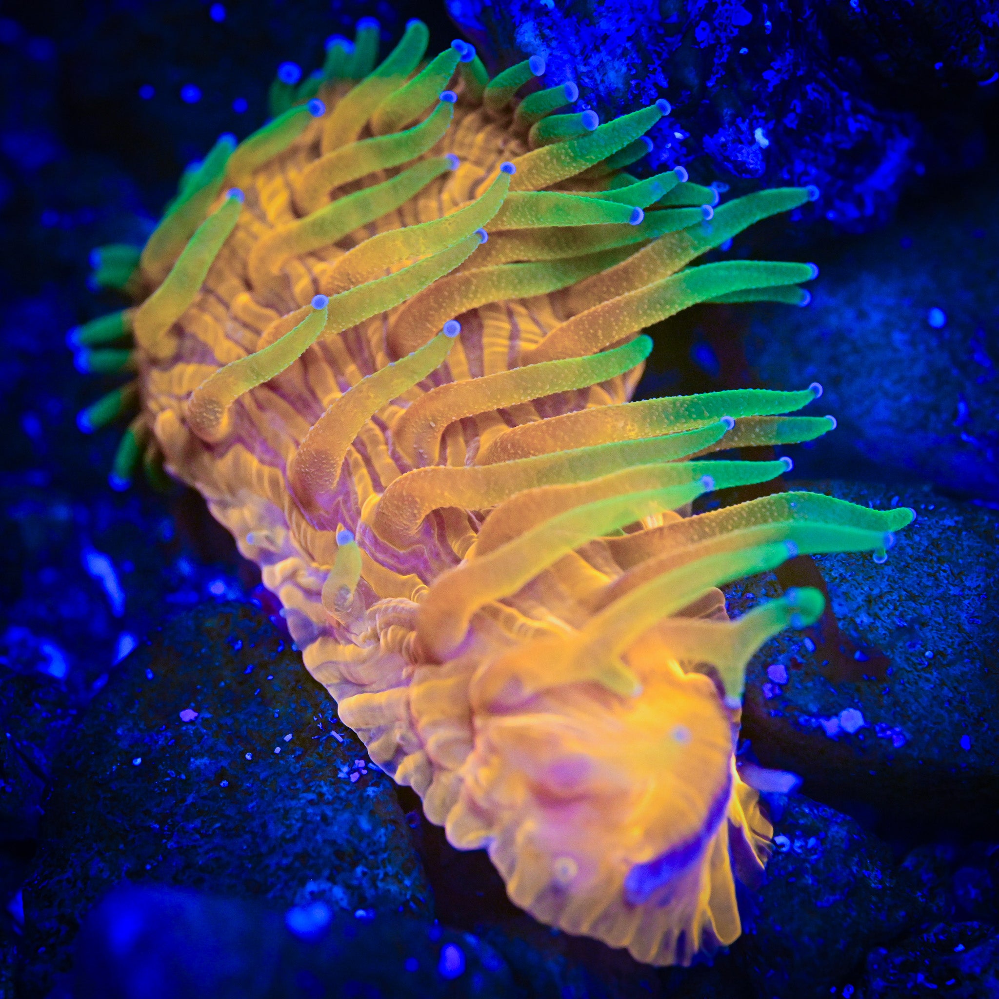 RC Radiated Fungia