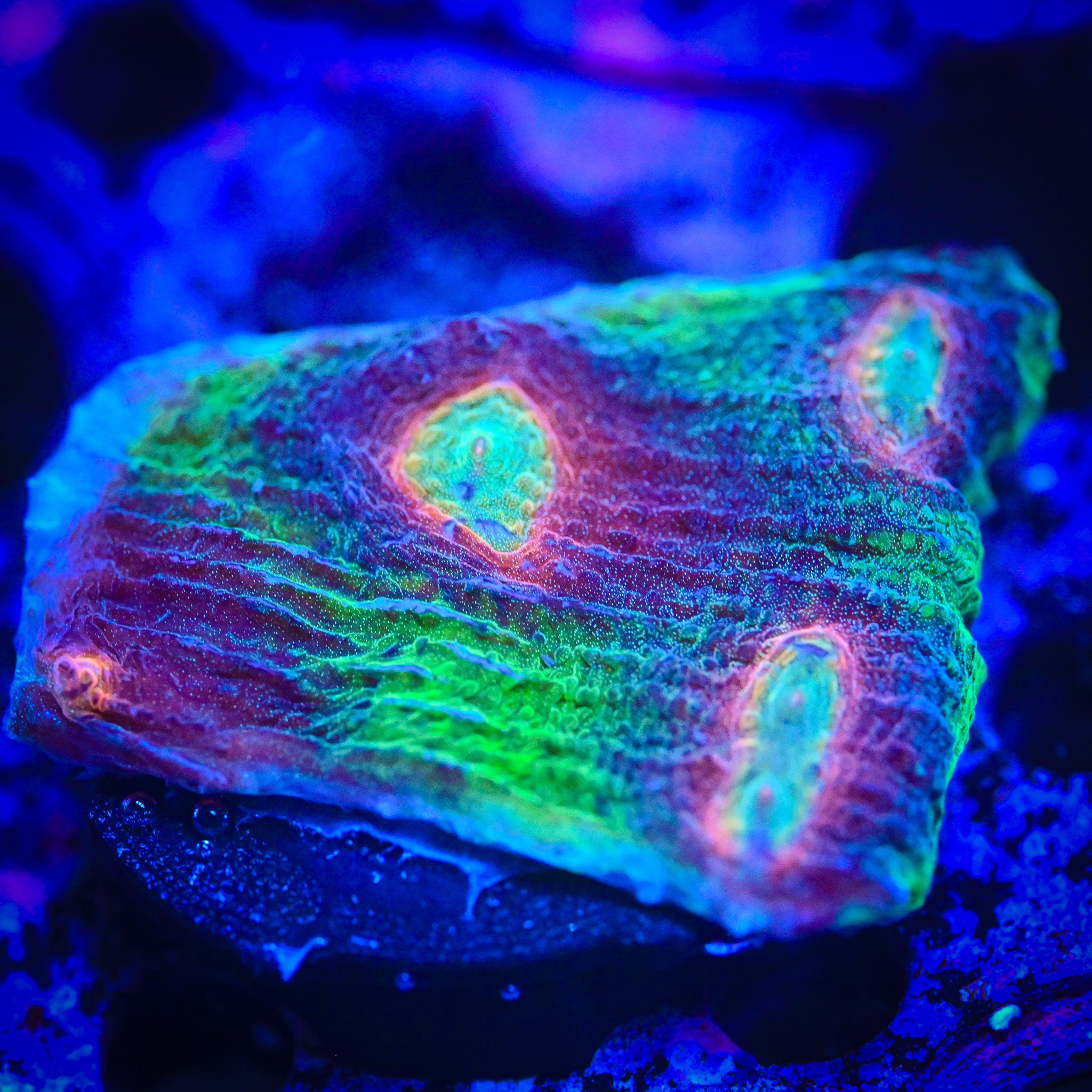 RC Acid Burn Chalice