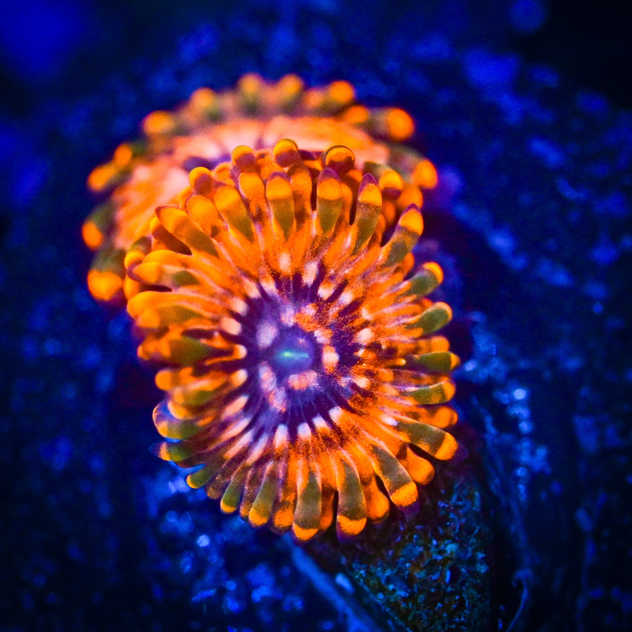 RC Utter Chaos Zoanthids