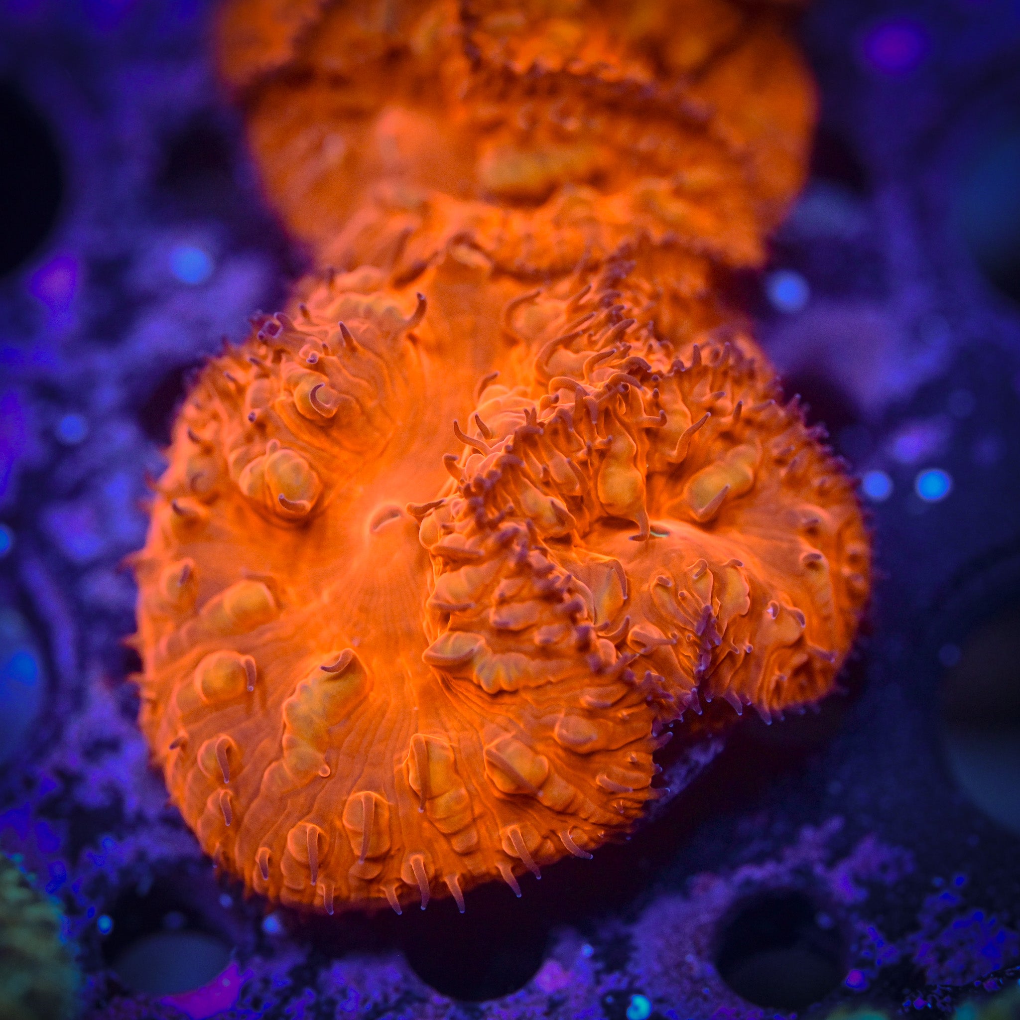 RC Ultra Deep Red Blastomussa *ALMOST WYSIWYG*