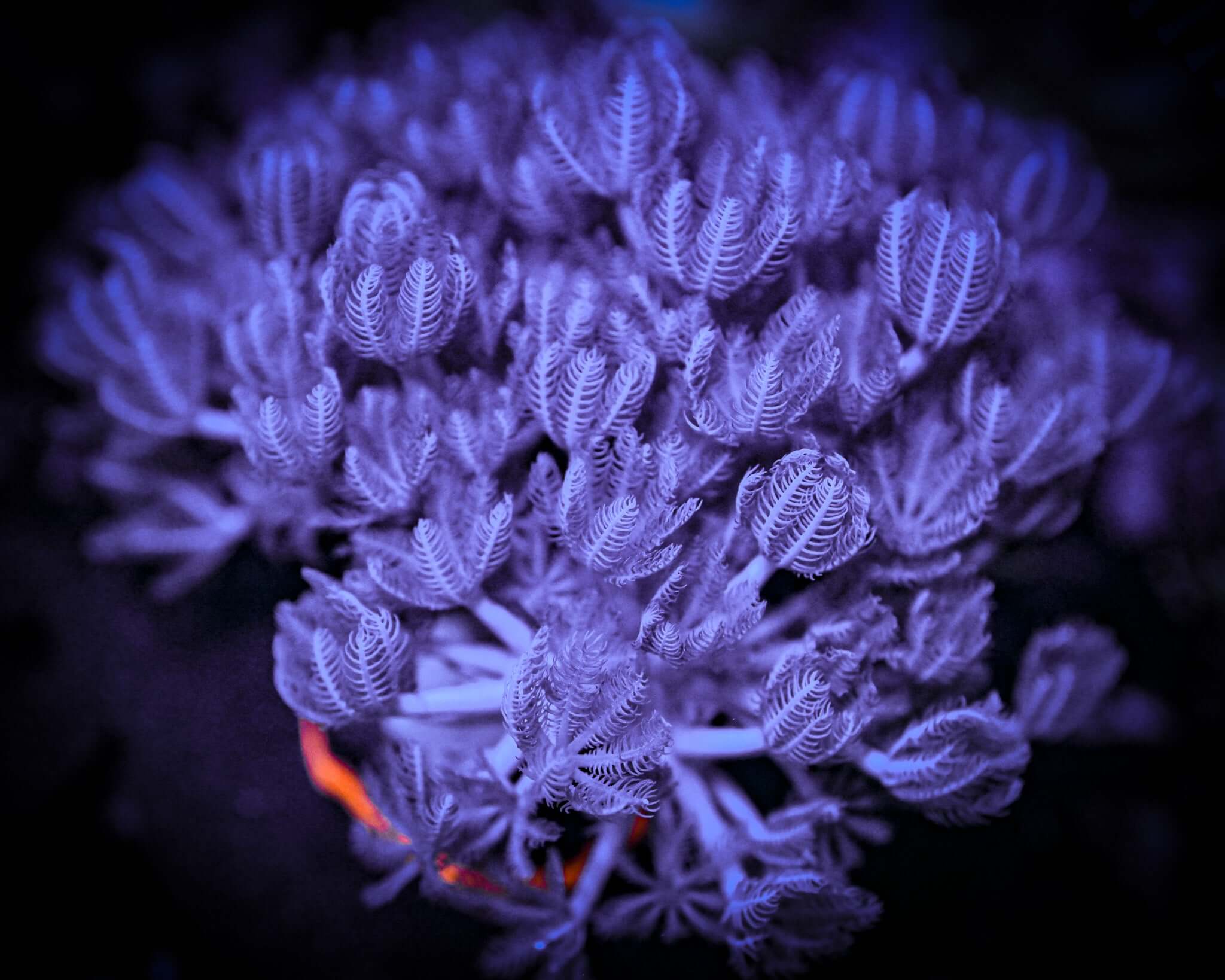RC Pulsing Xenia Frag