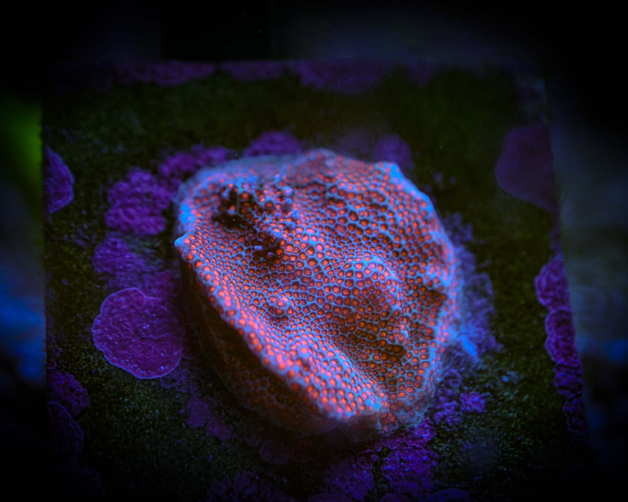WYSIWYG Superman Porites Mini Colony