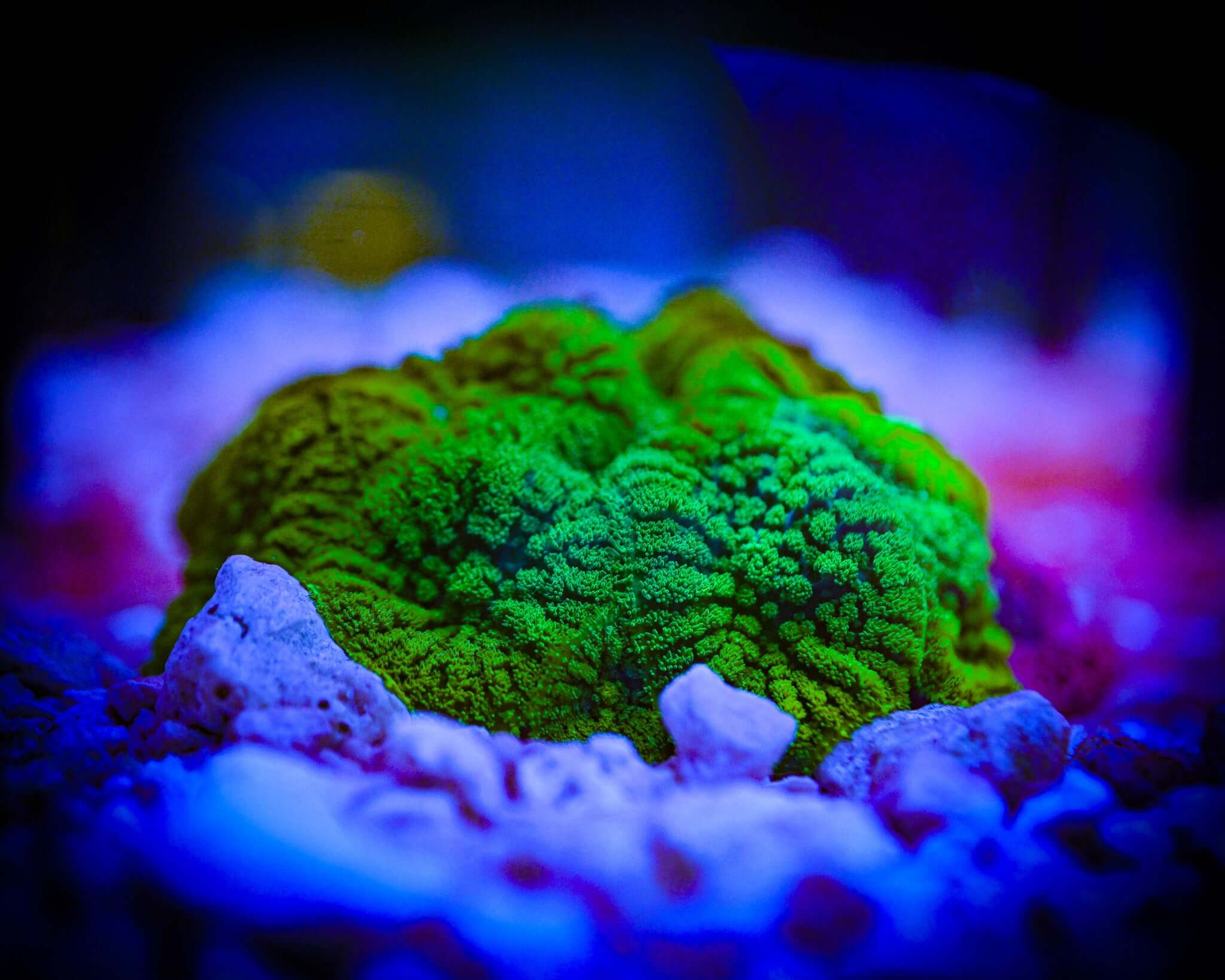 Neon Green Rhodactis