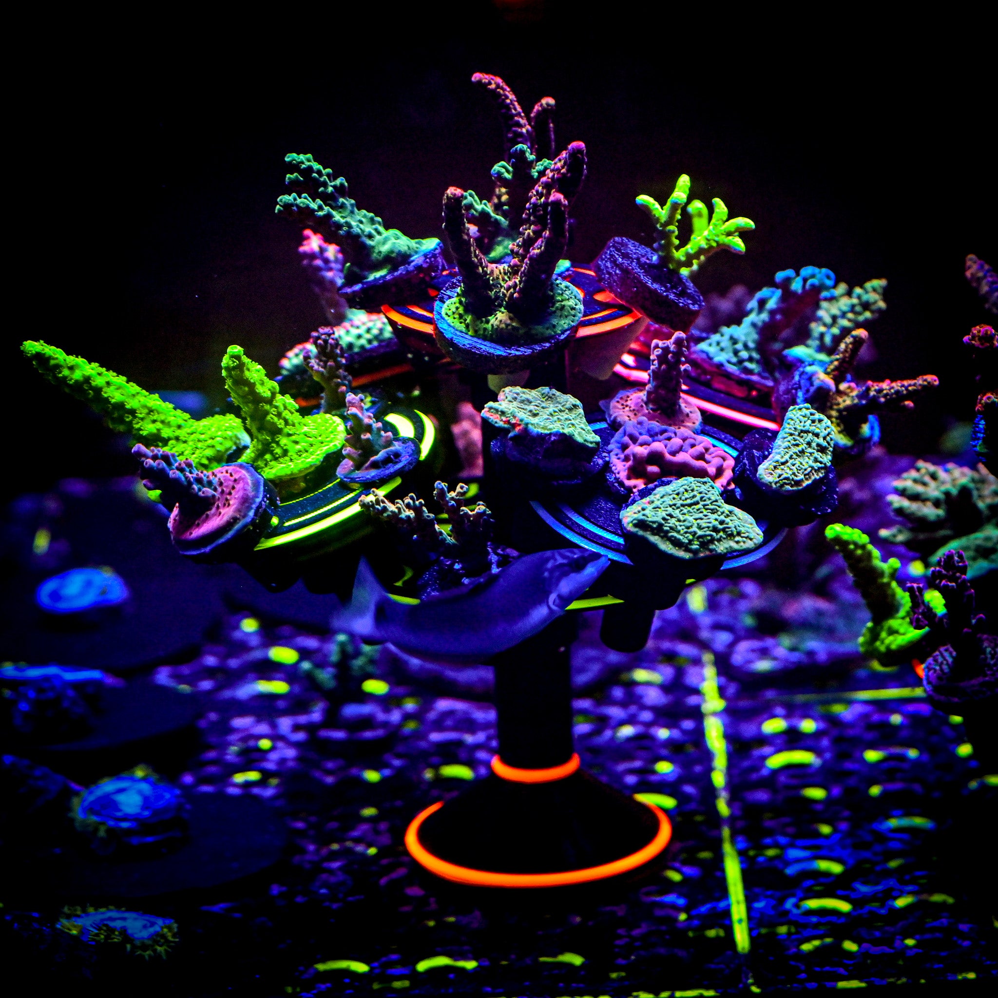 The Ninja Coral Platform (Modular Vertical Frag Rack)
