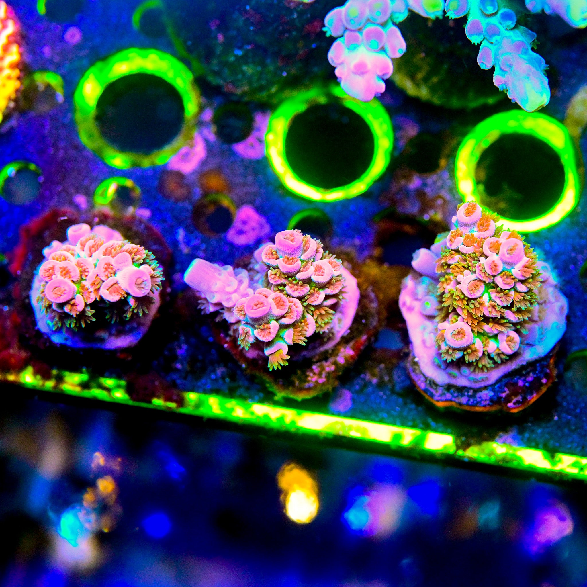 RC Fun House Acropora *ALMOST WYSIWYG*