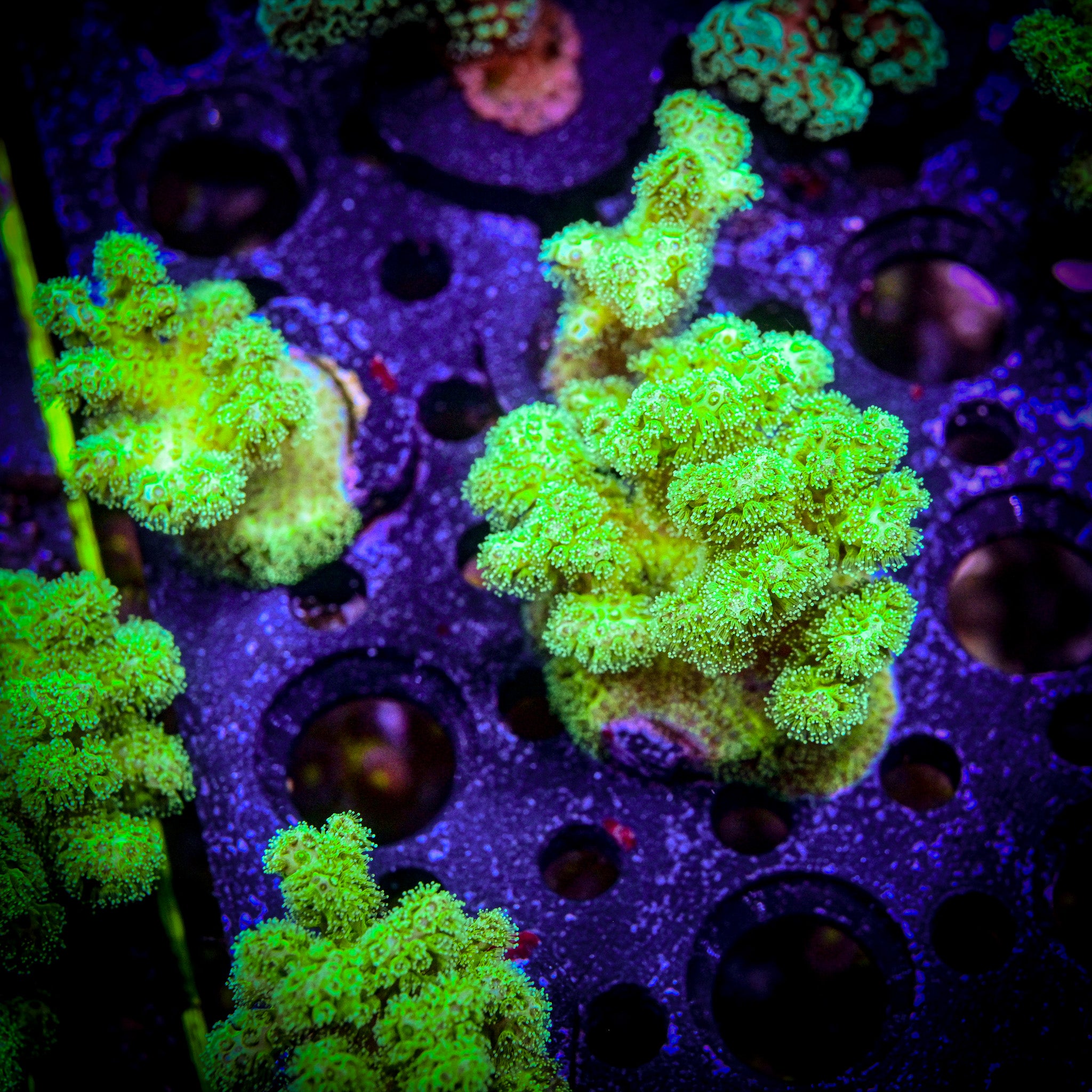 RC Neon Green Pocillopora