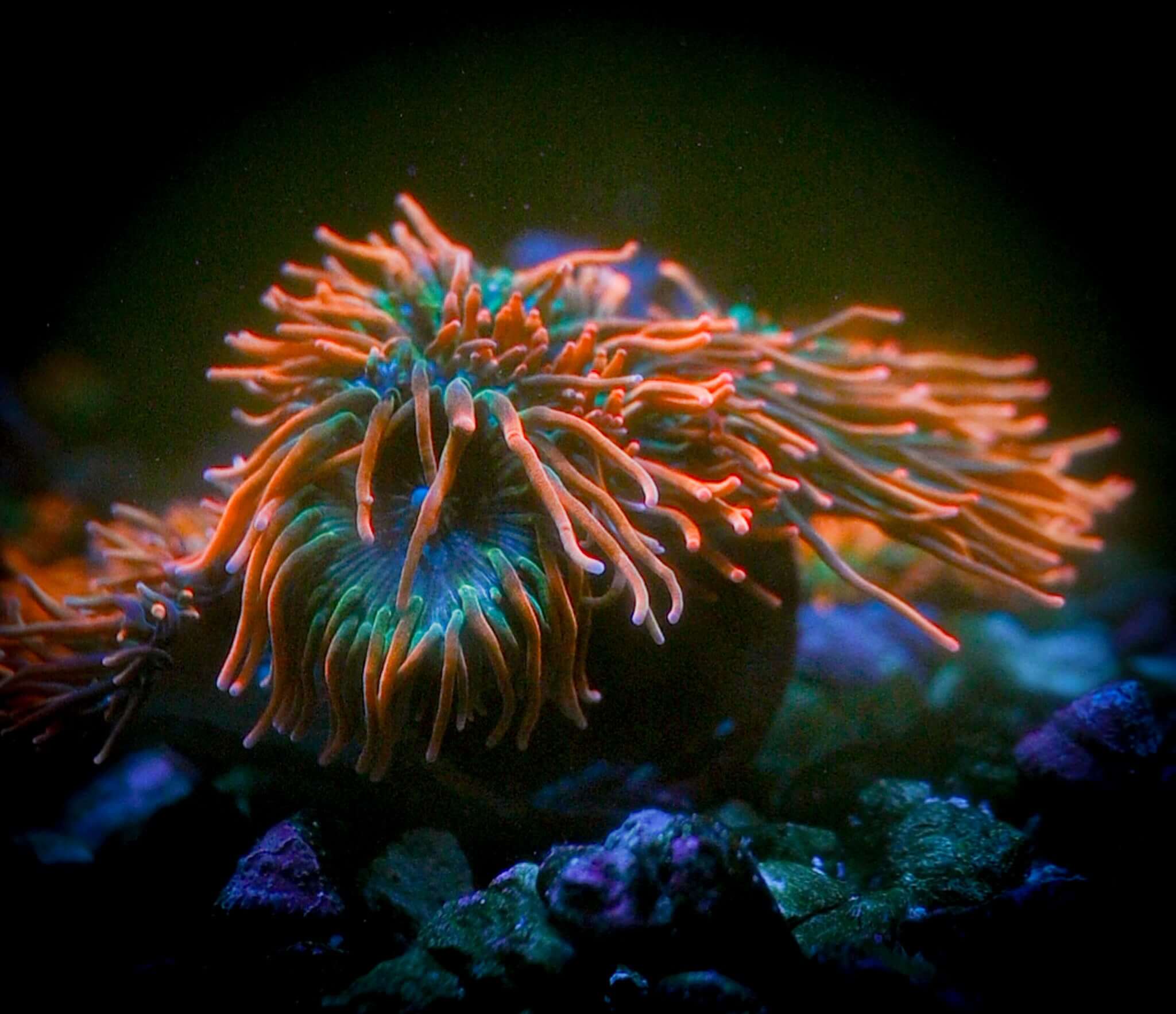 Rainbow Bubble Tip Anemone