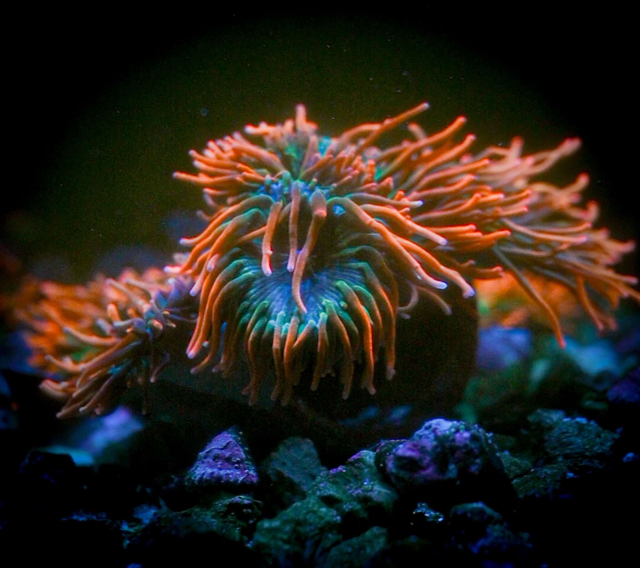 Rainbow Bubble Tip Anemone