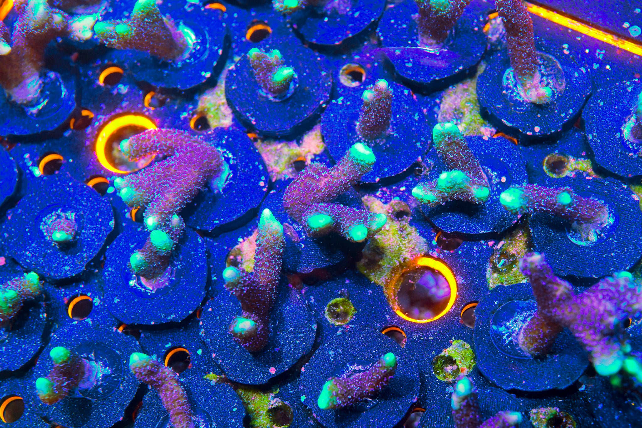 RC Electric Blue Montipora Digitata