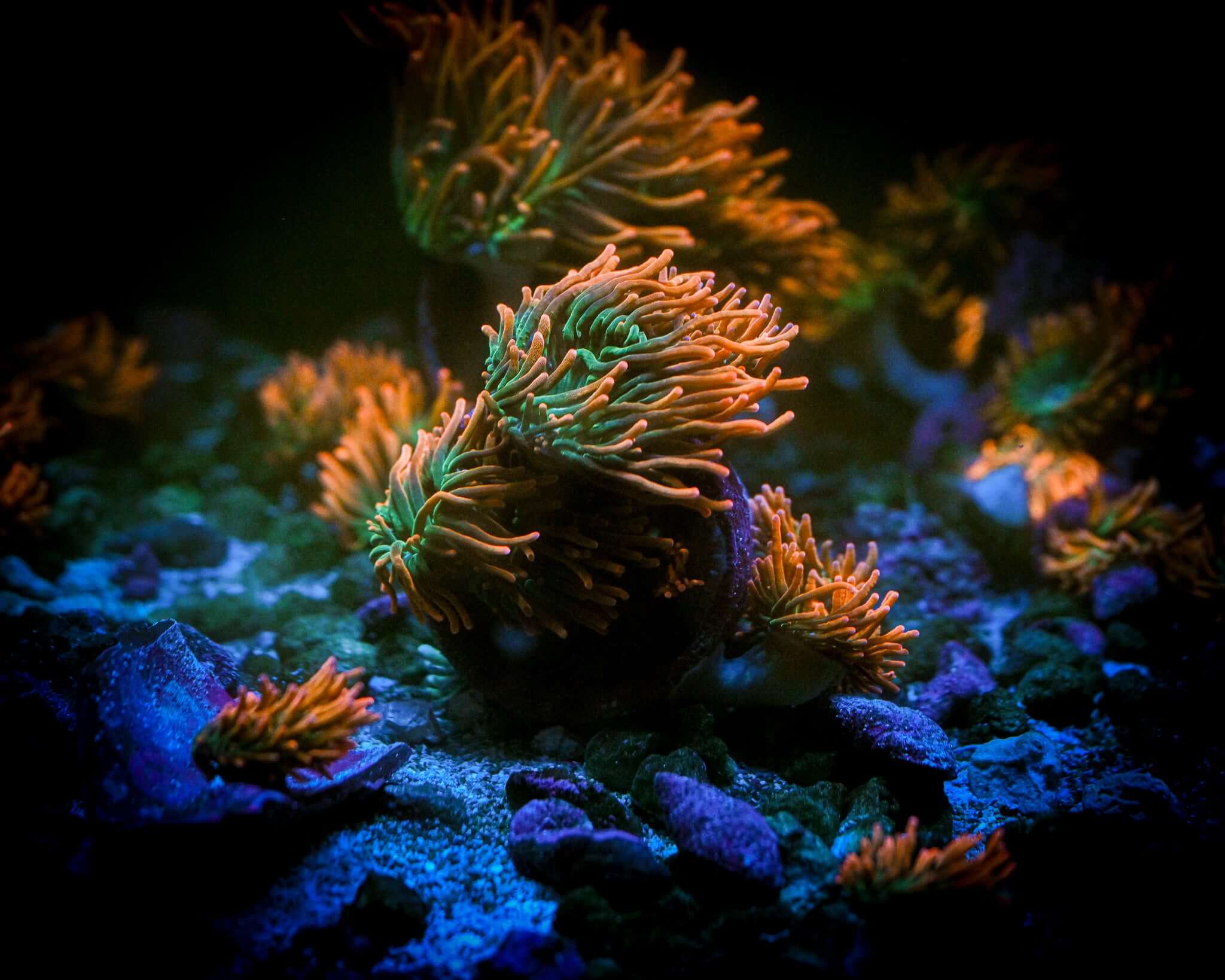 Rainbow Bubble Tip Anemone