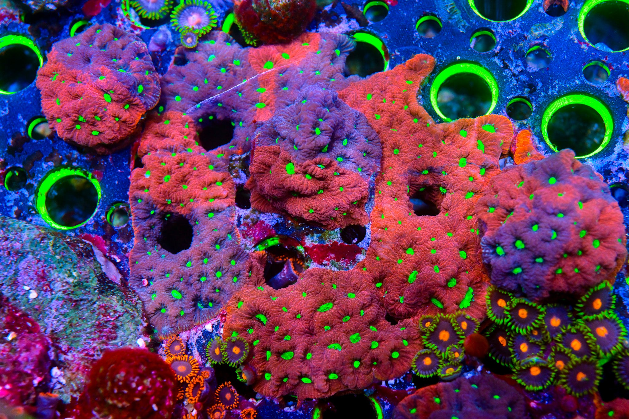 RC This Means War Coral (Grafted)