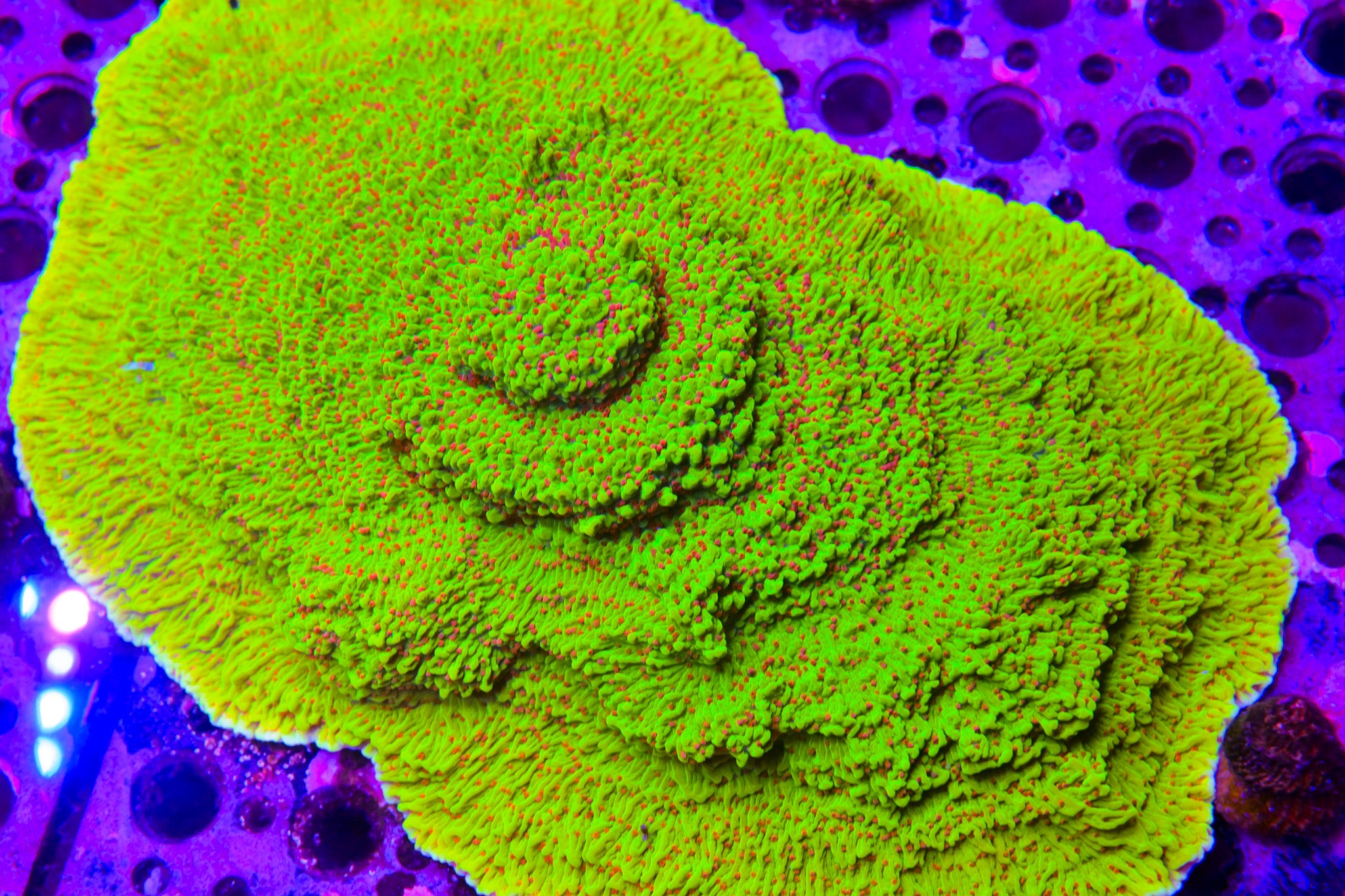 RC Cousin Eddies Toxic Montipora