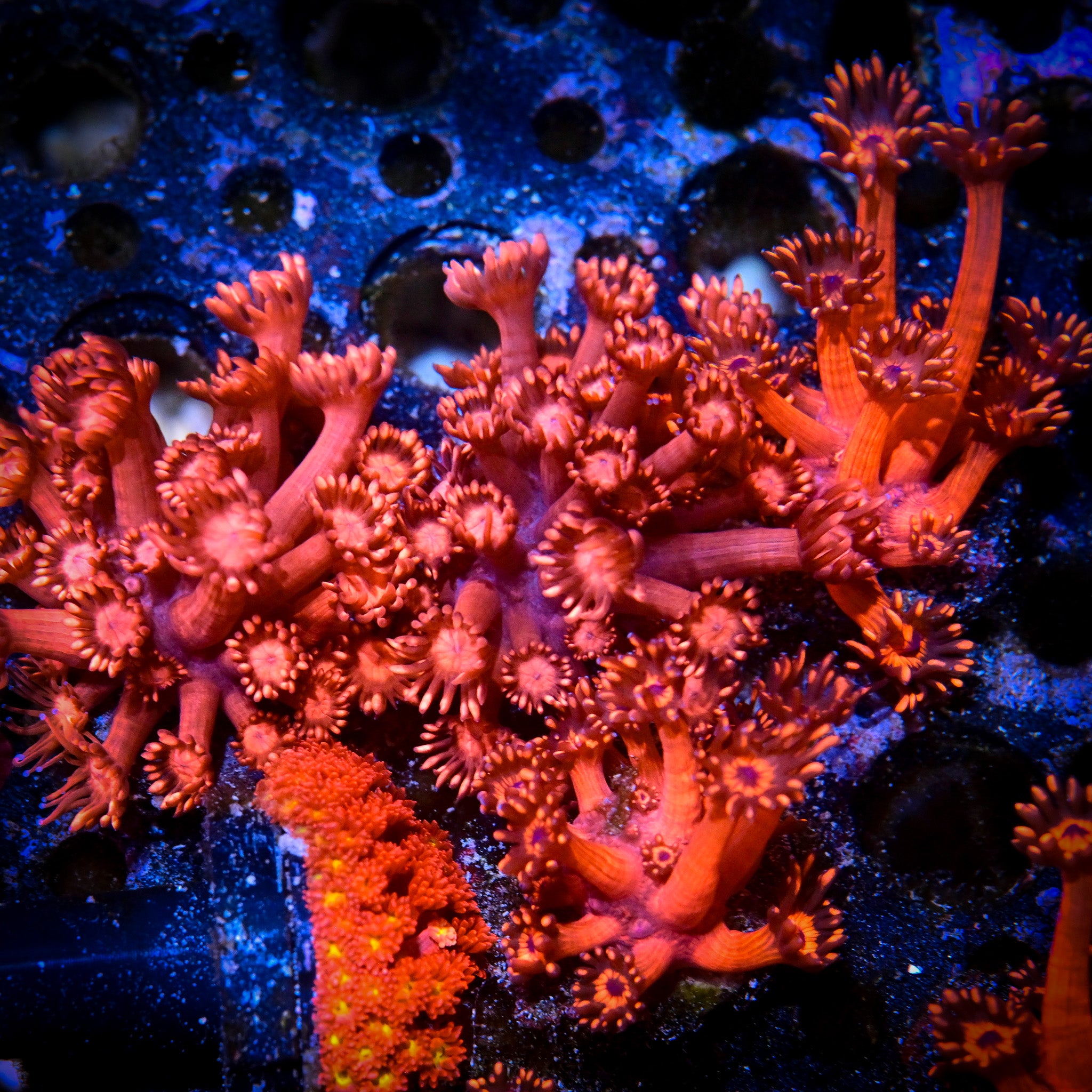 RC Firewater Goniopora Frag