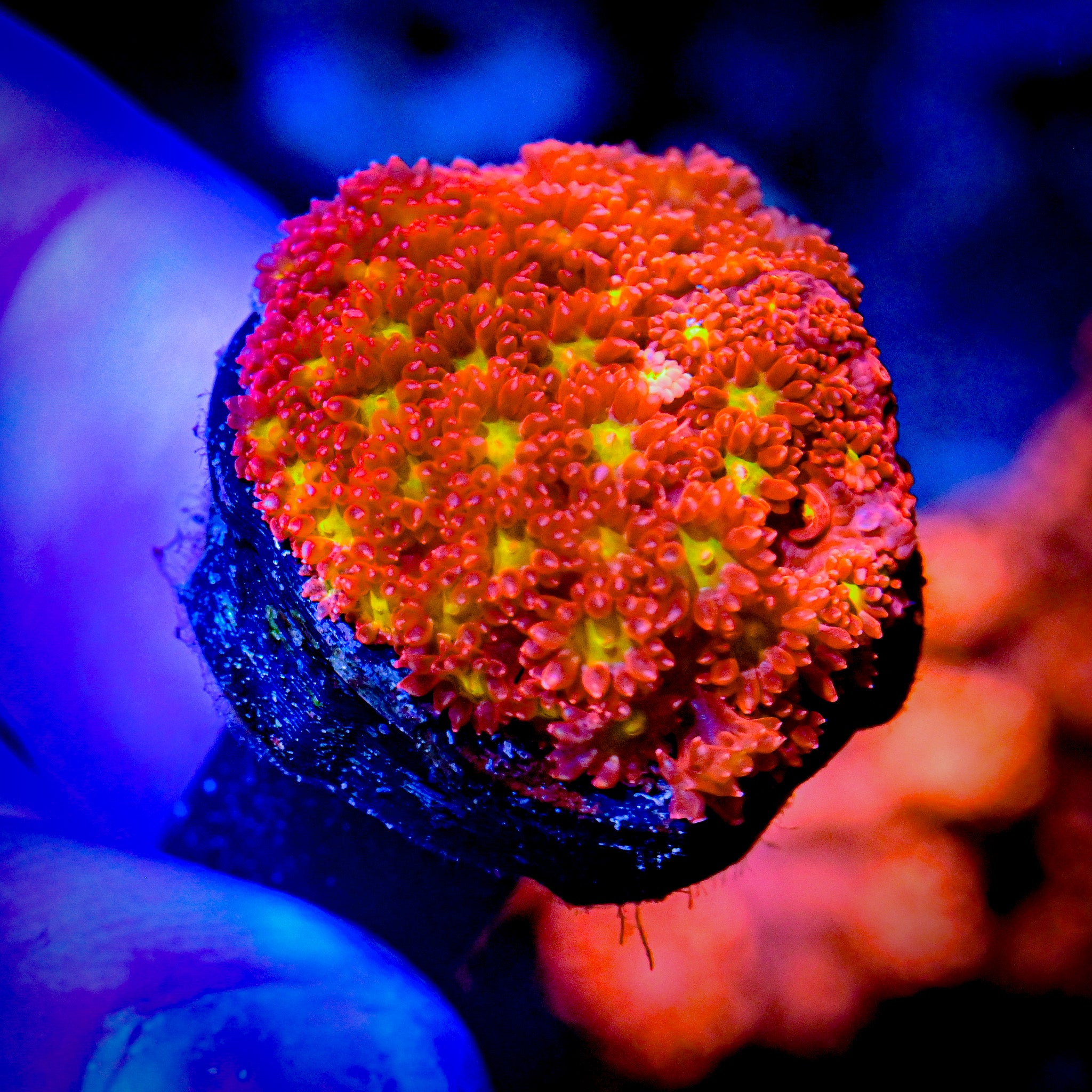 RC Pink Lemon Drop Bernadpora Frag *ALMOST WYSIWYG*